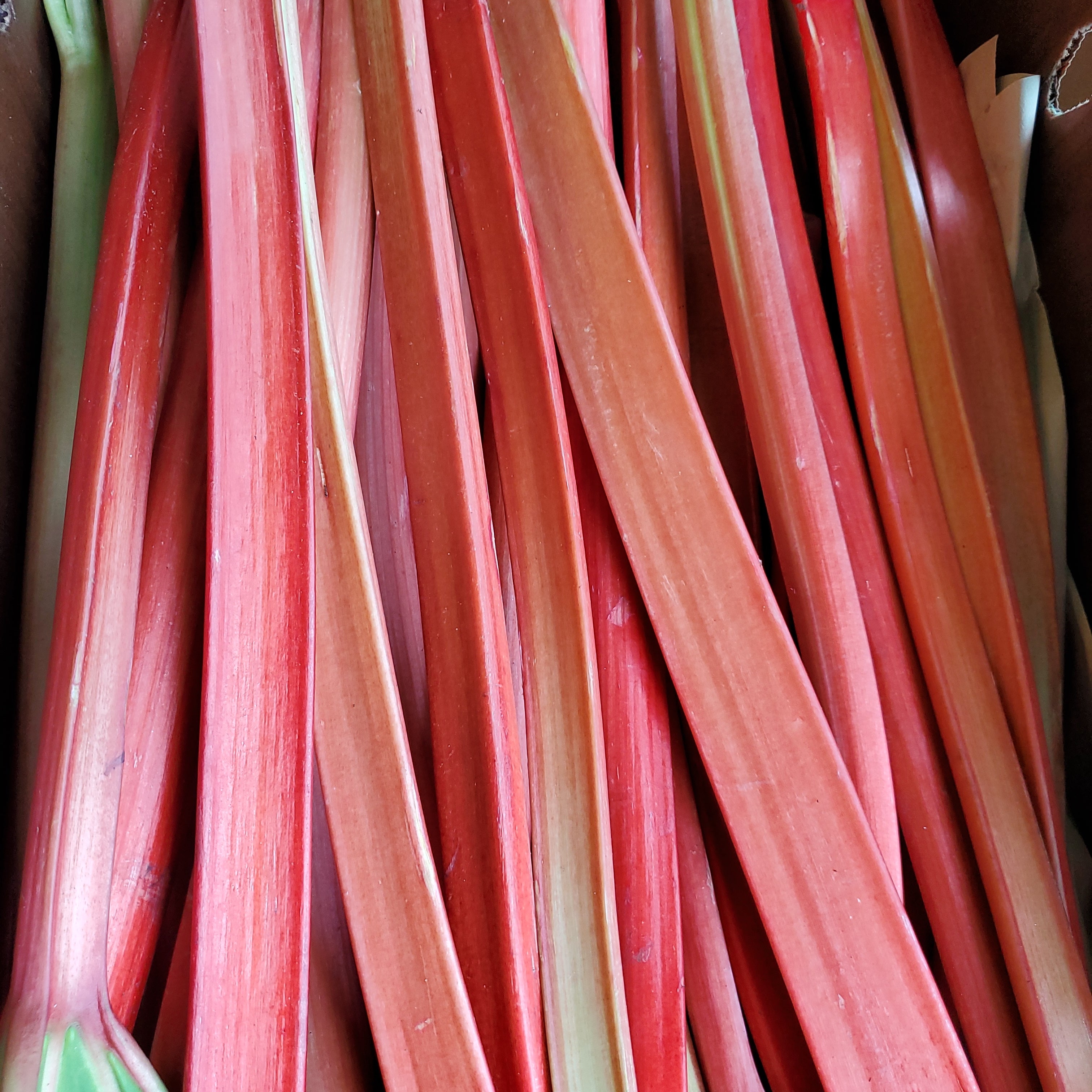 Rhubarb