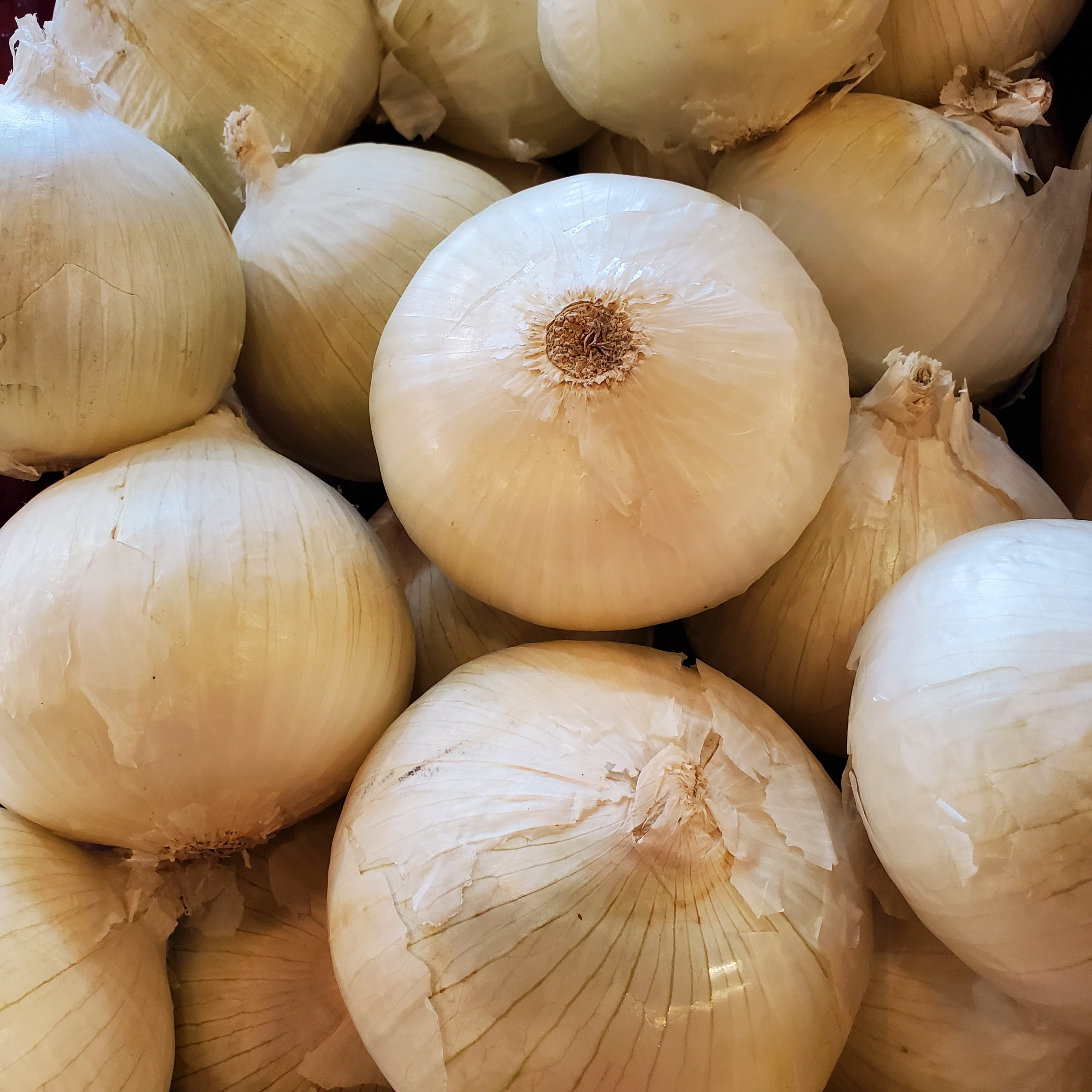 Onion White