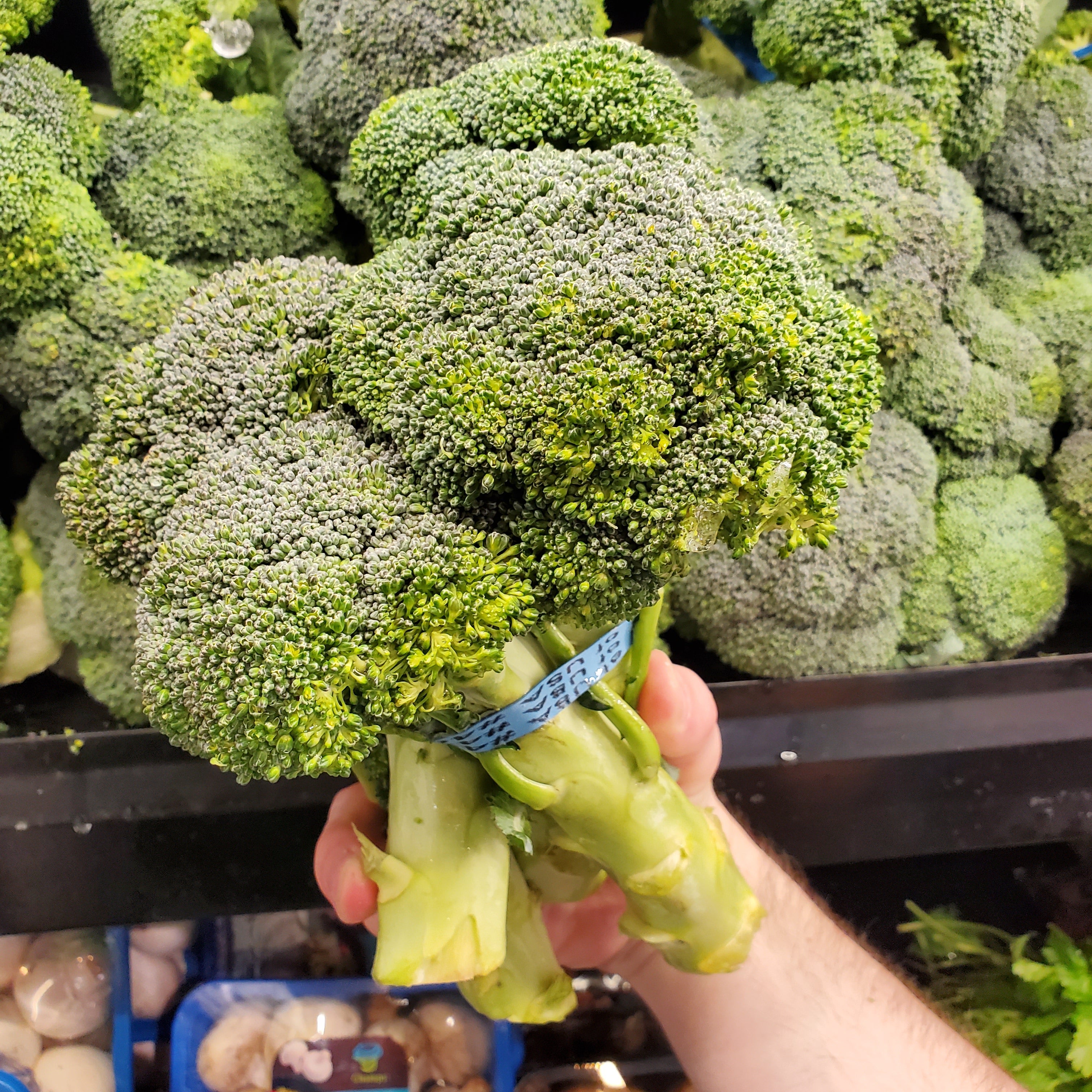 Broccoli