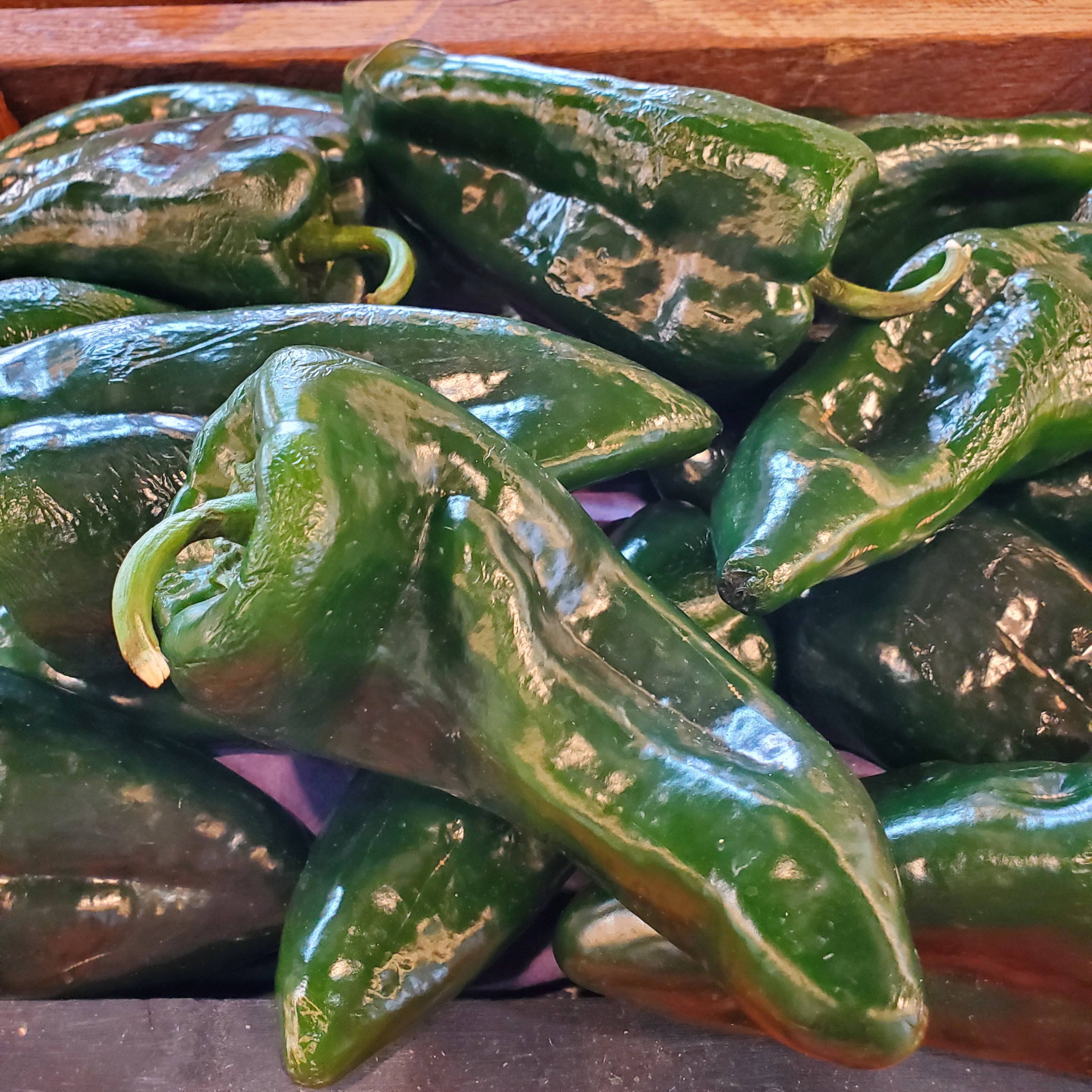 Pepper Poblano