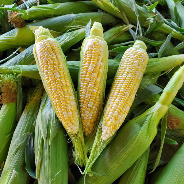 Corn Bi Color Local