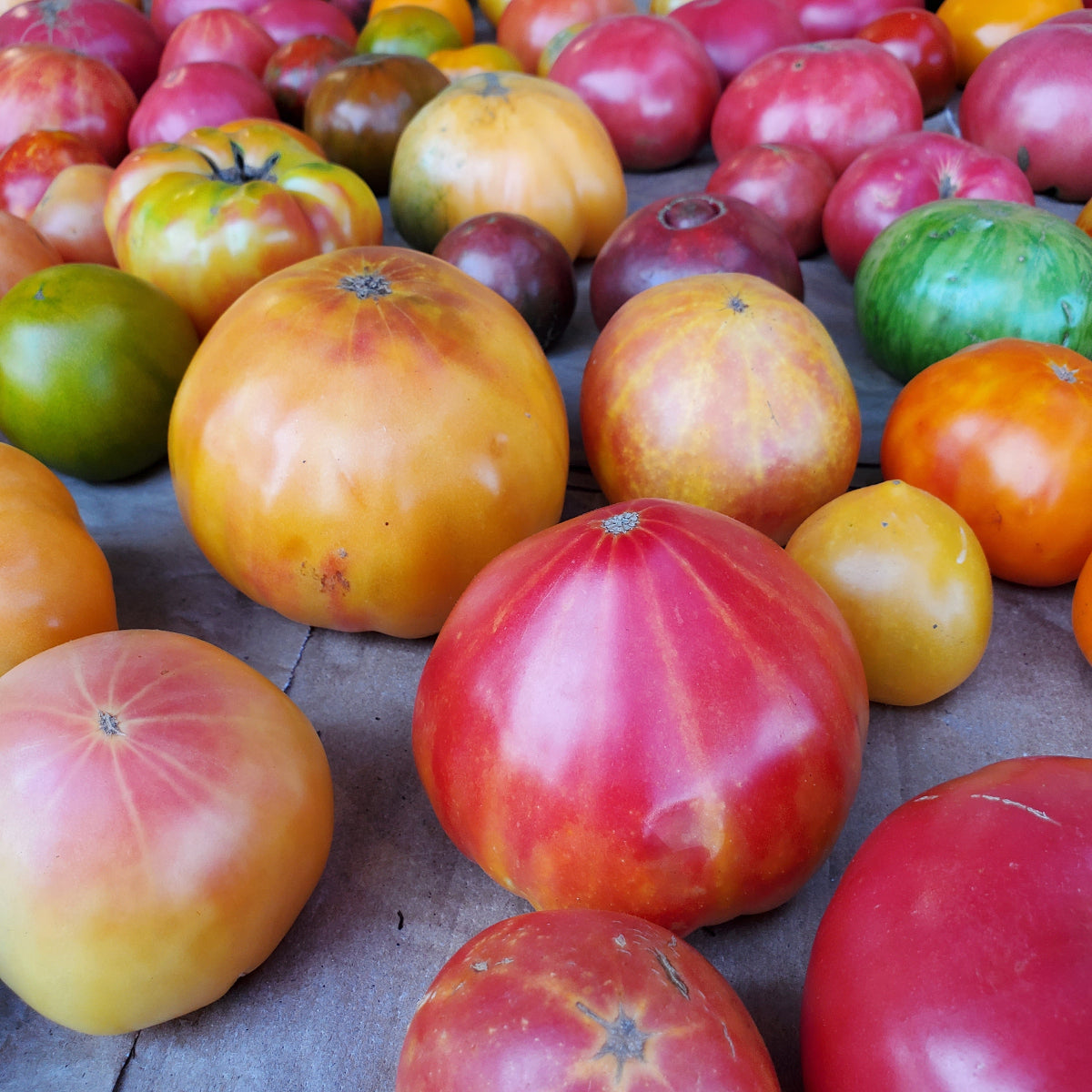 Tomato Heirloom
