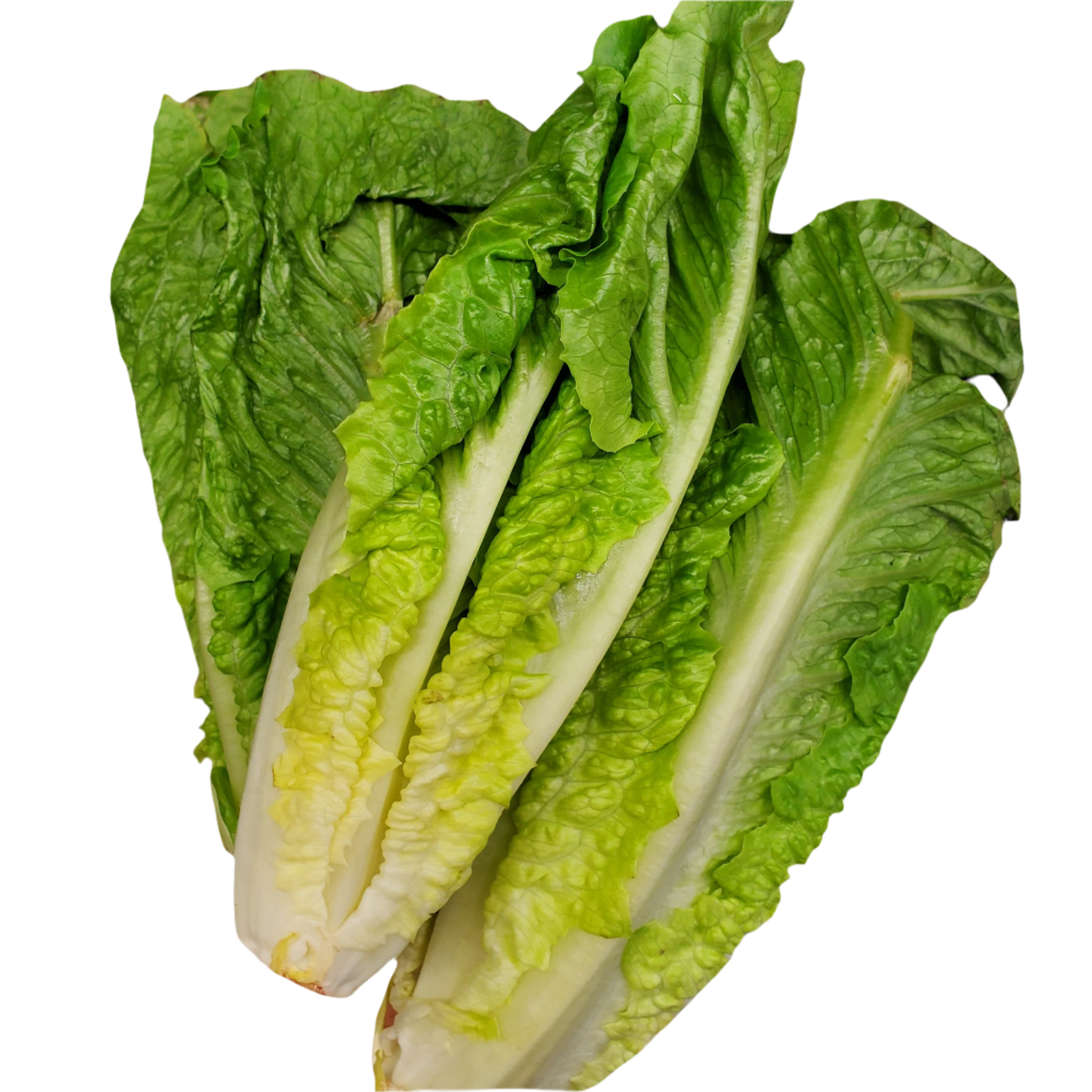 Greens- Lettuce Romaine Hearts
