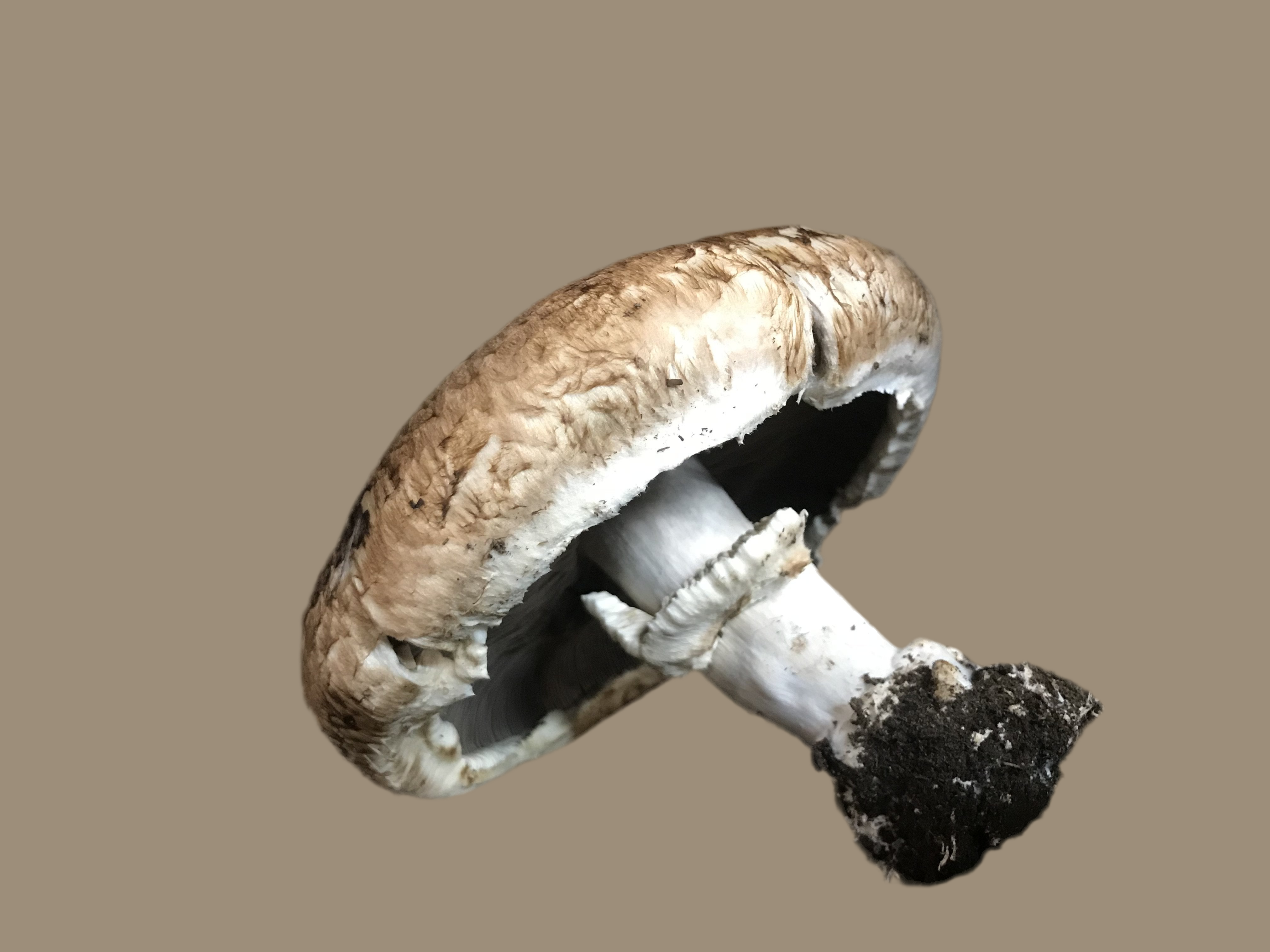 Mushroom Portobello