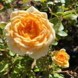 Rose Bushes