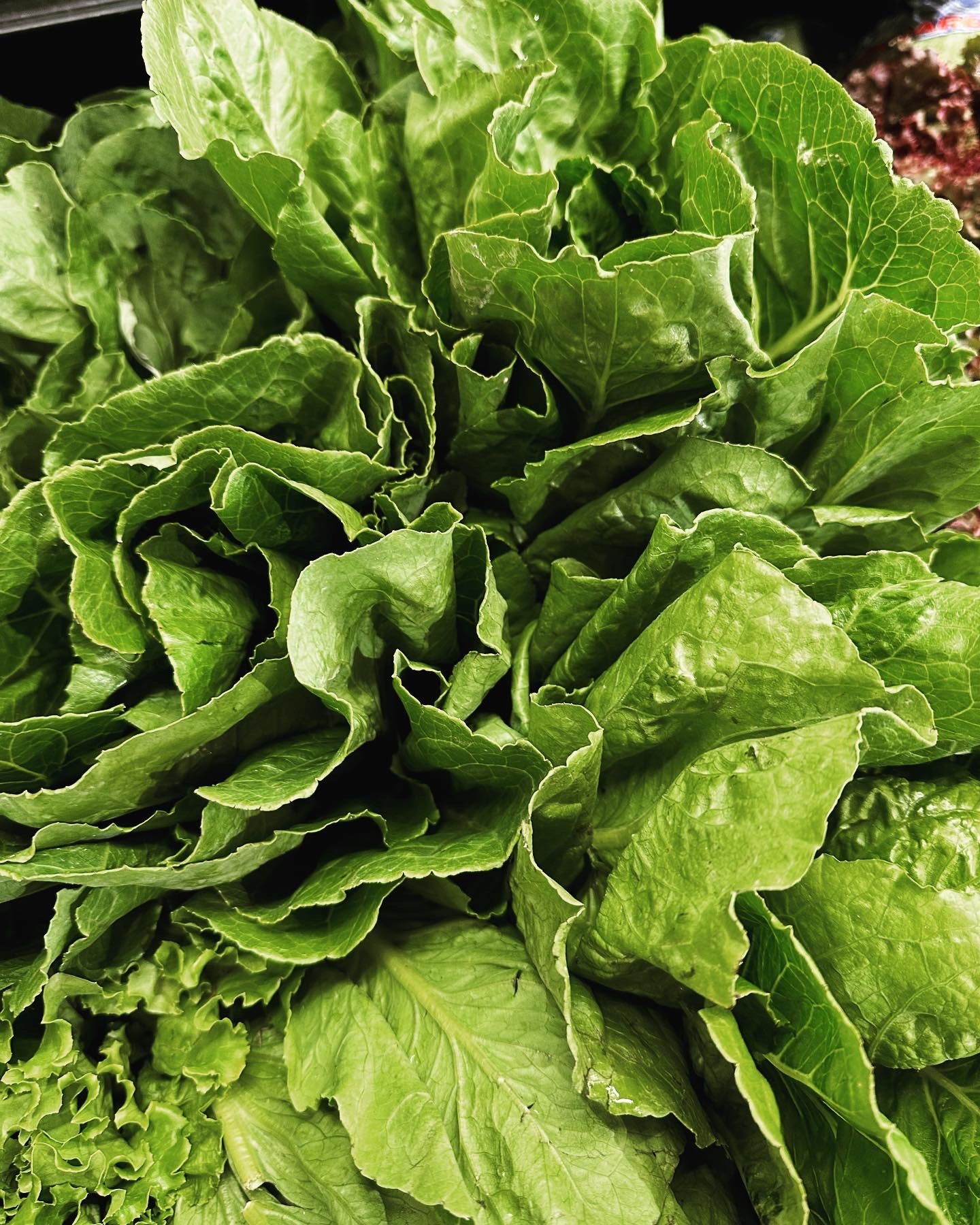 Greens - Lettuce Romaine Local