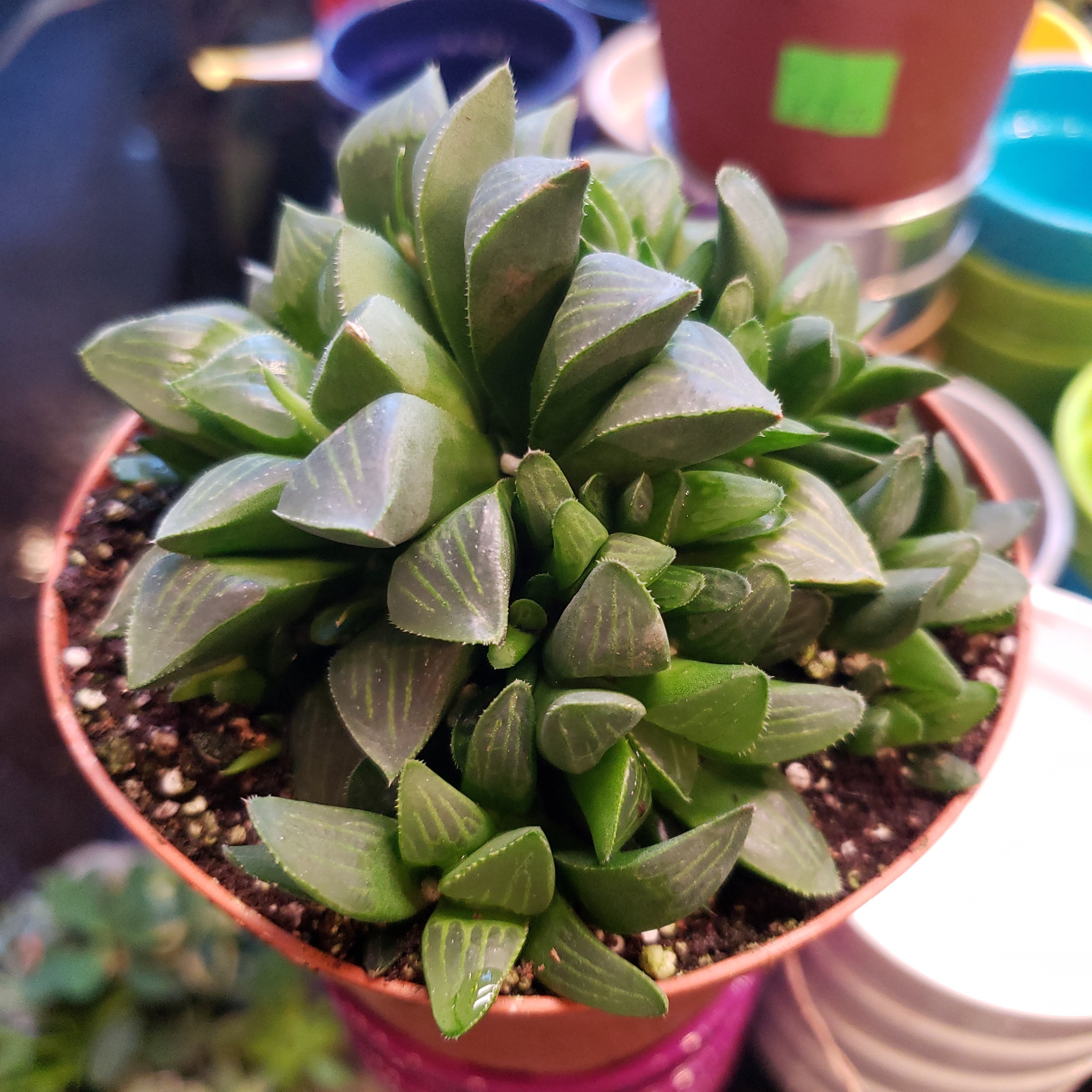 Succulents Assorted