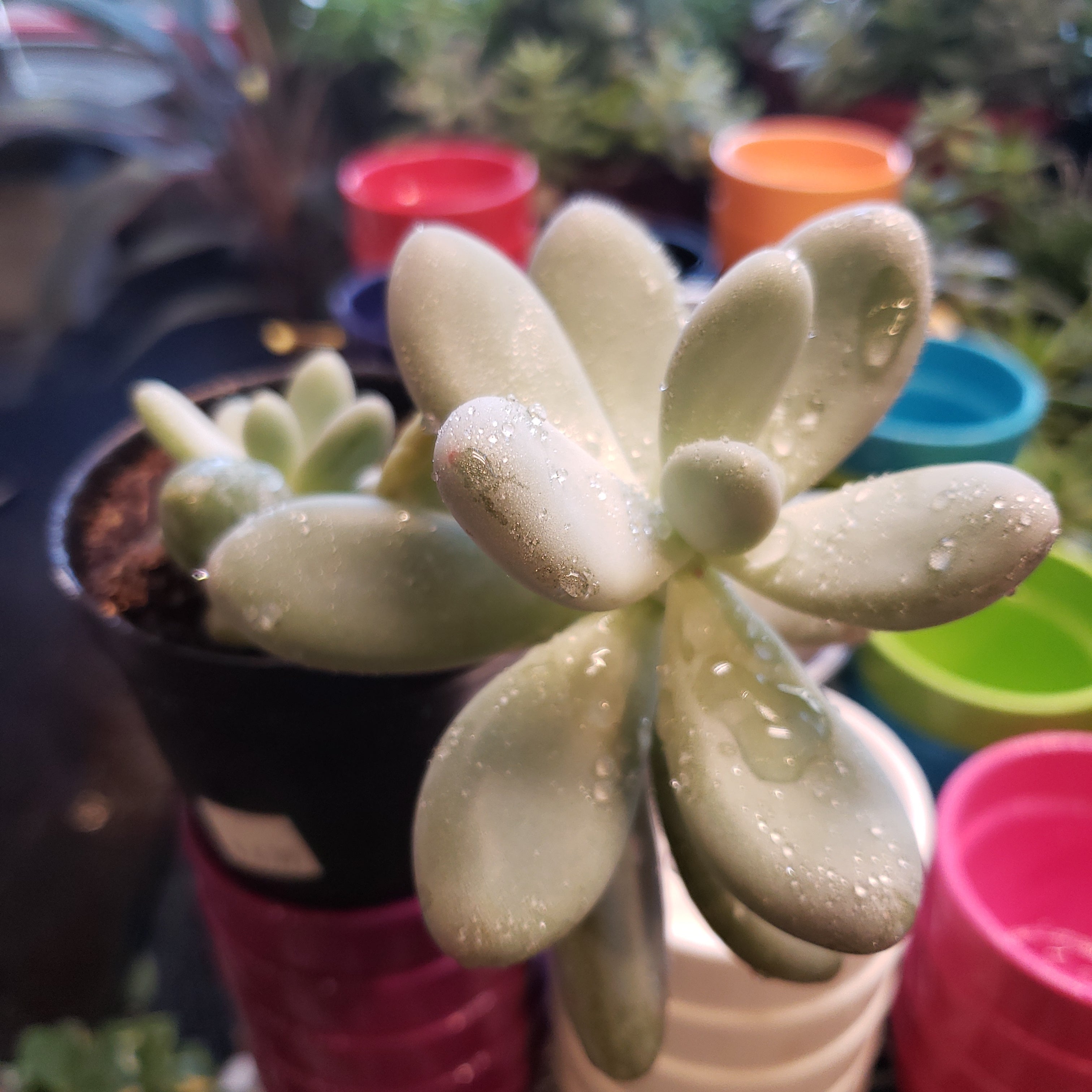 Succulents Assorted