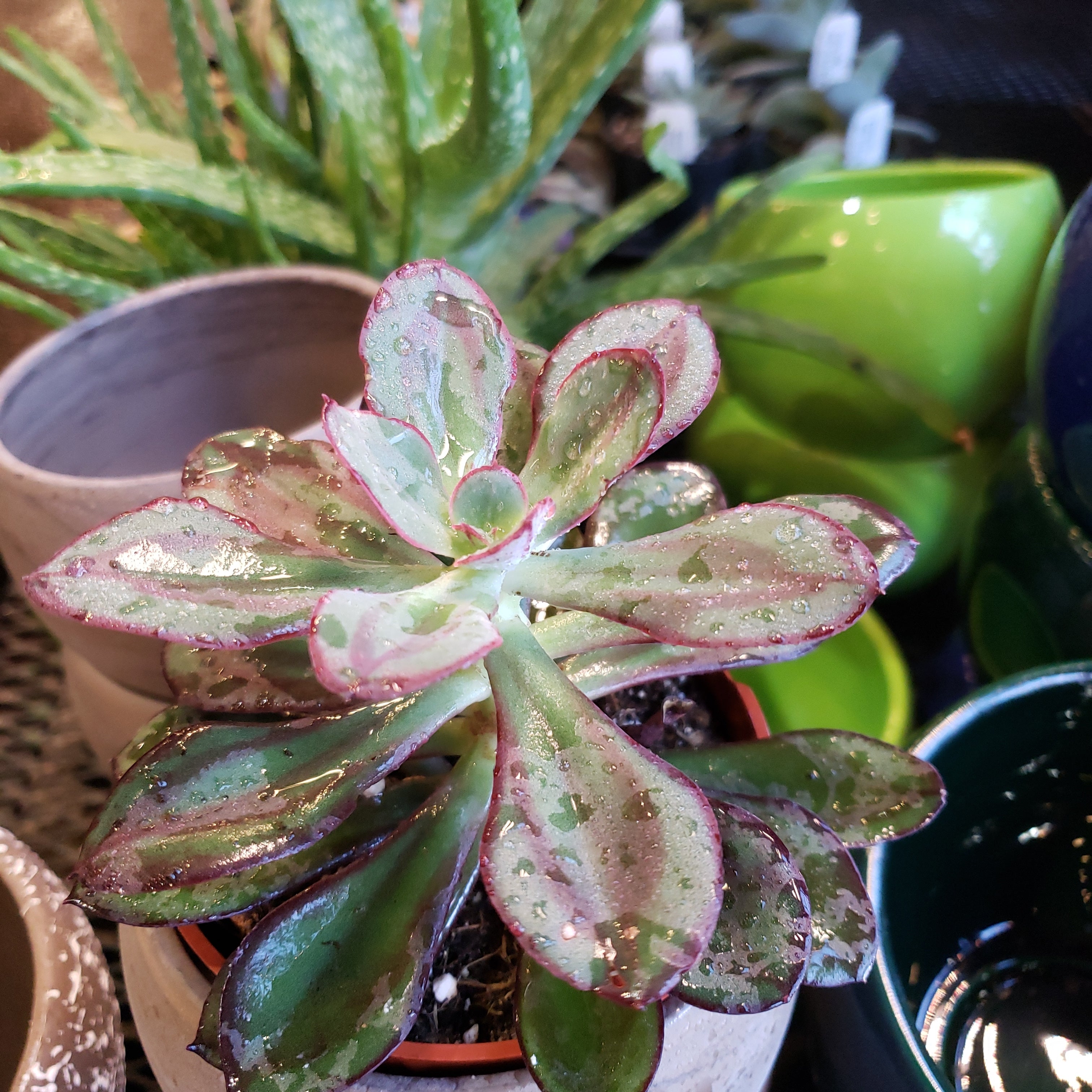 Succulents Assorted