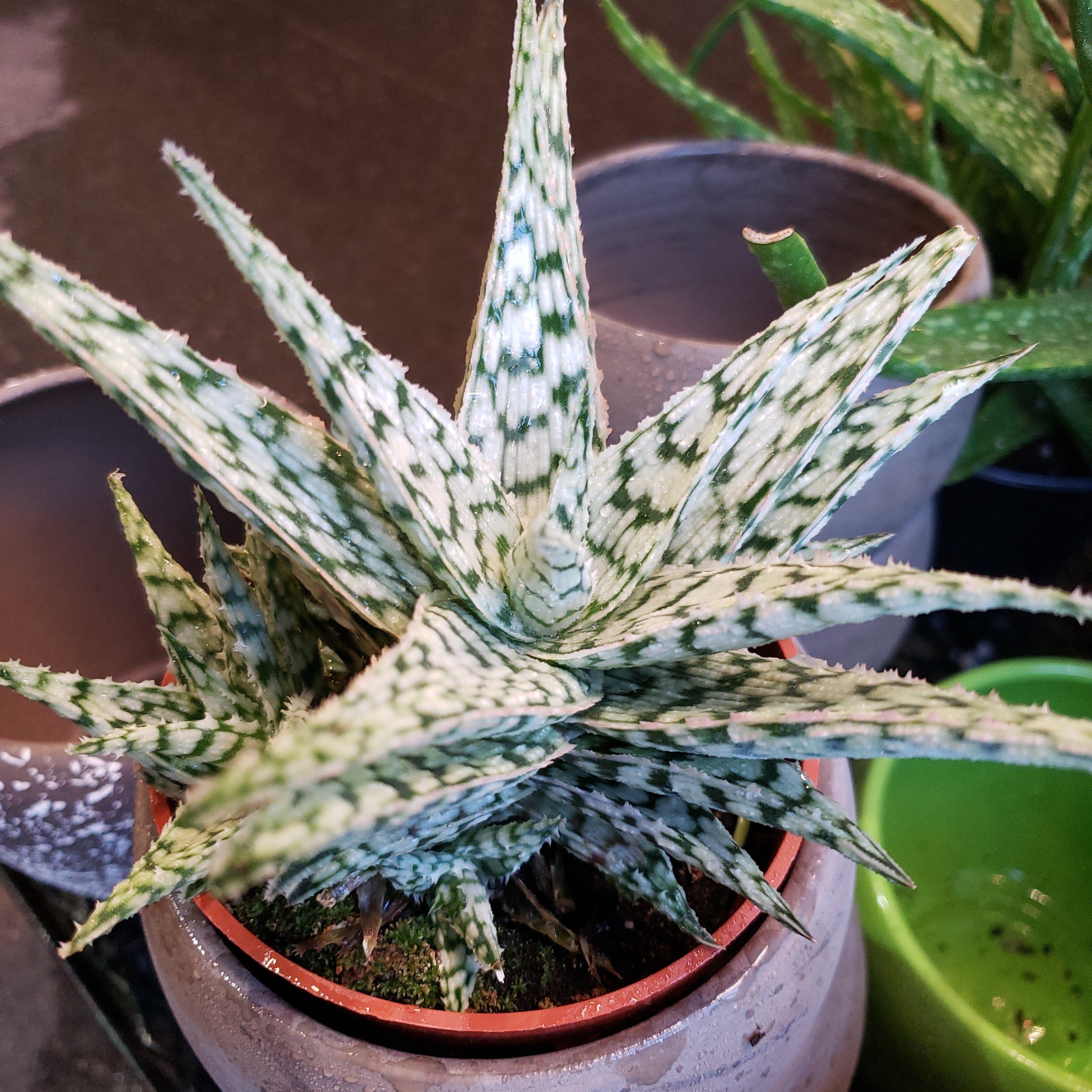 Succulents Assorted