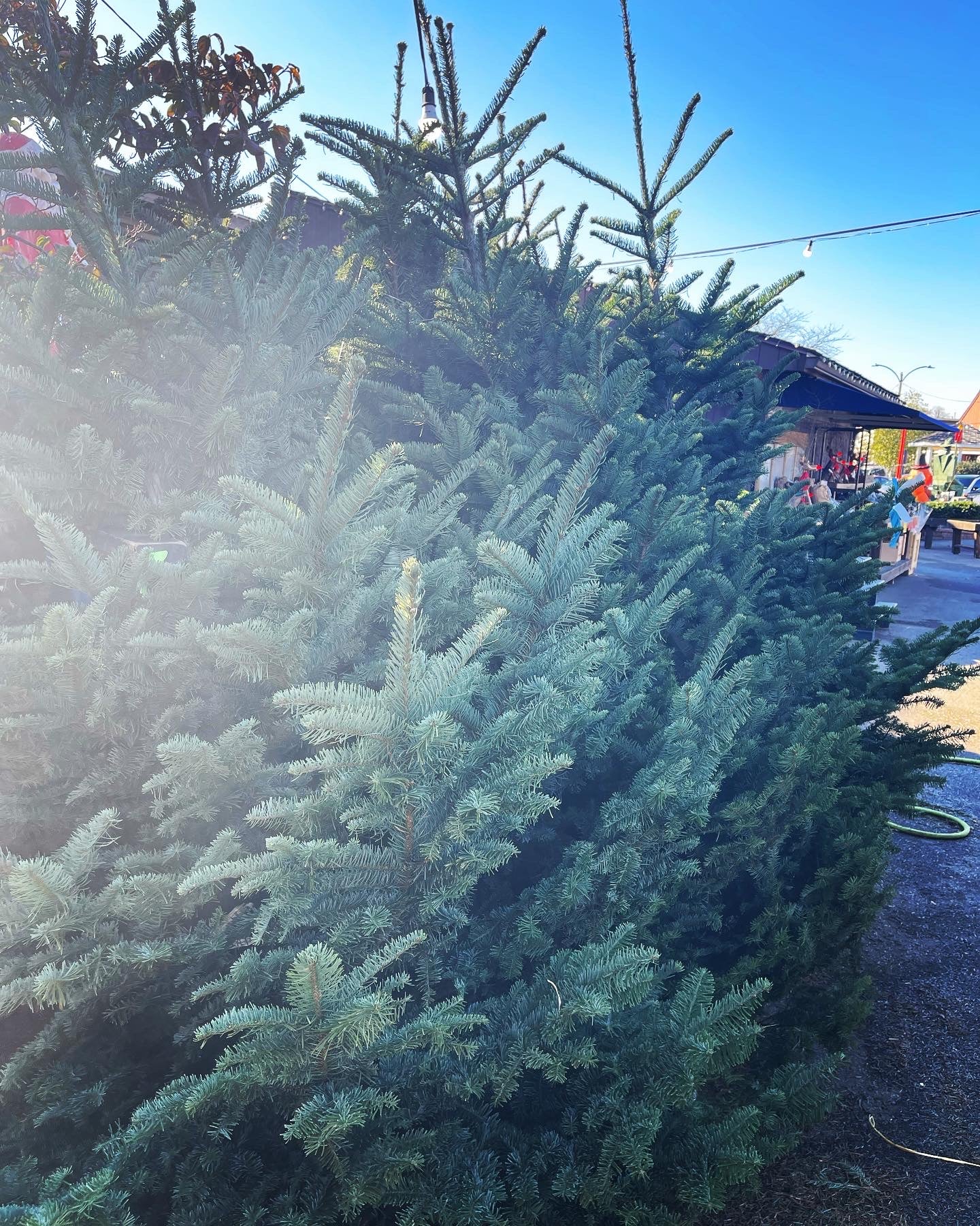 CHRISTMAS TREE Noble Fir