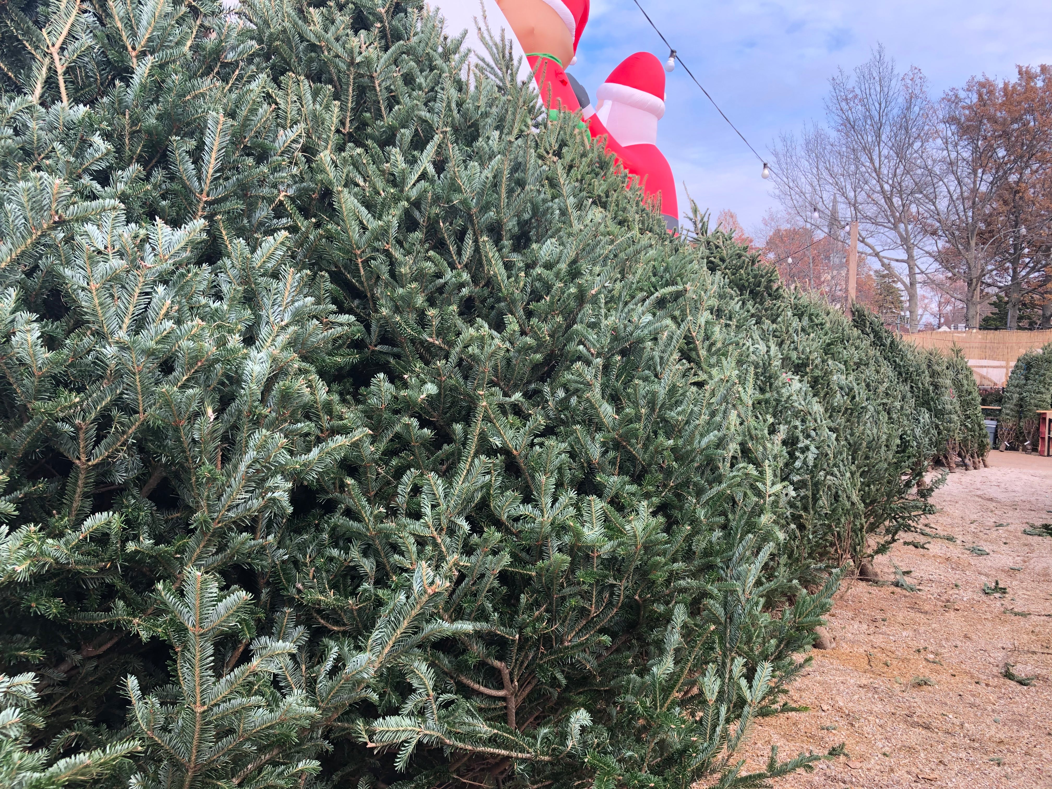 Christmas Tree Frasier Fir