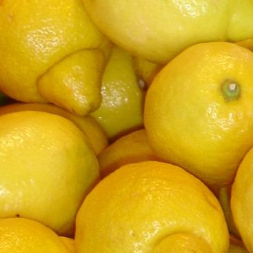 Citrus Lemon