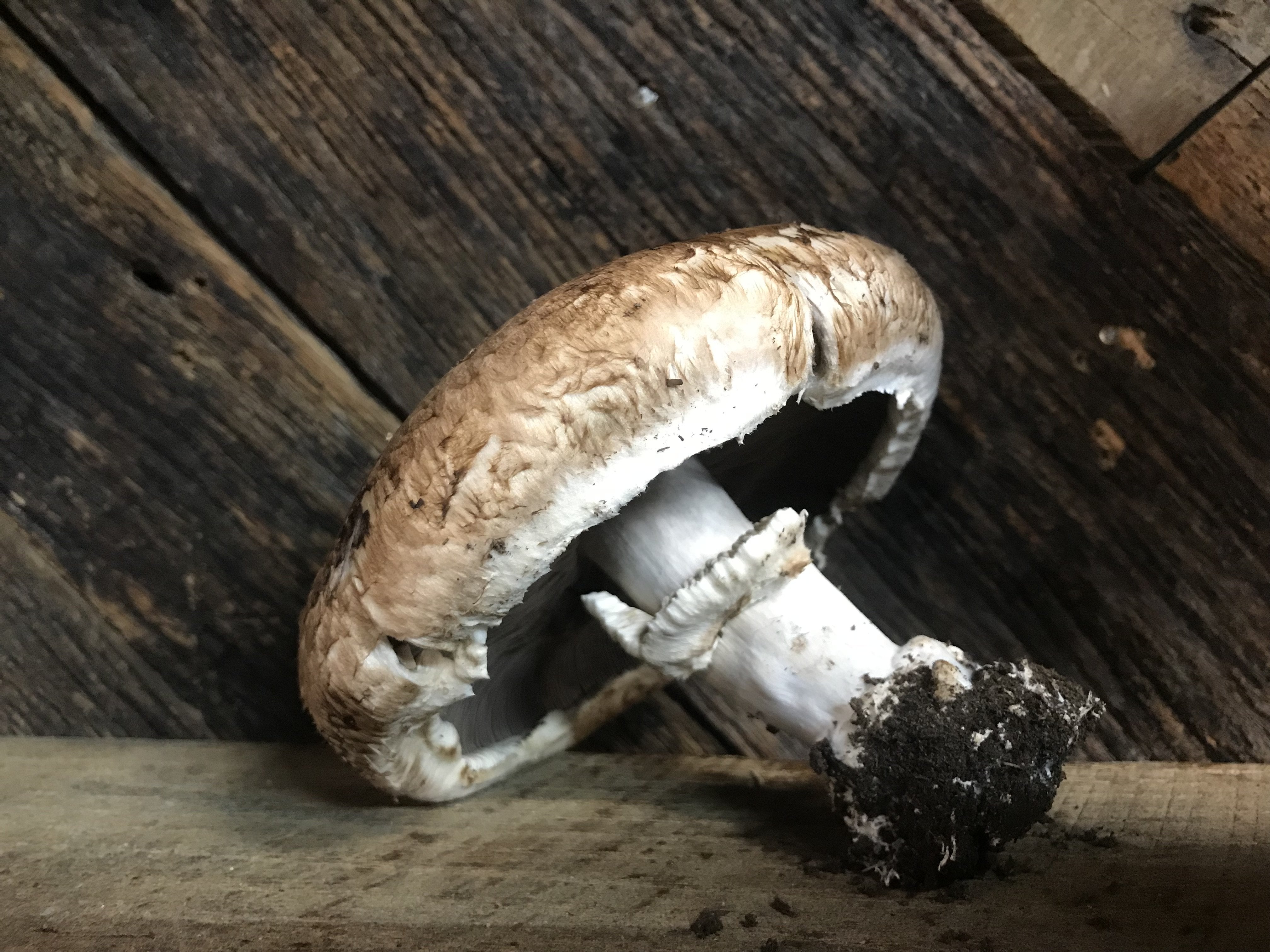 Mushroom Portobello