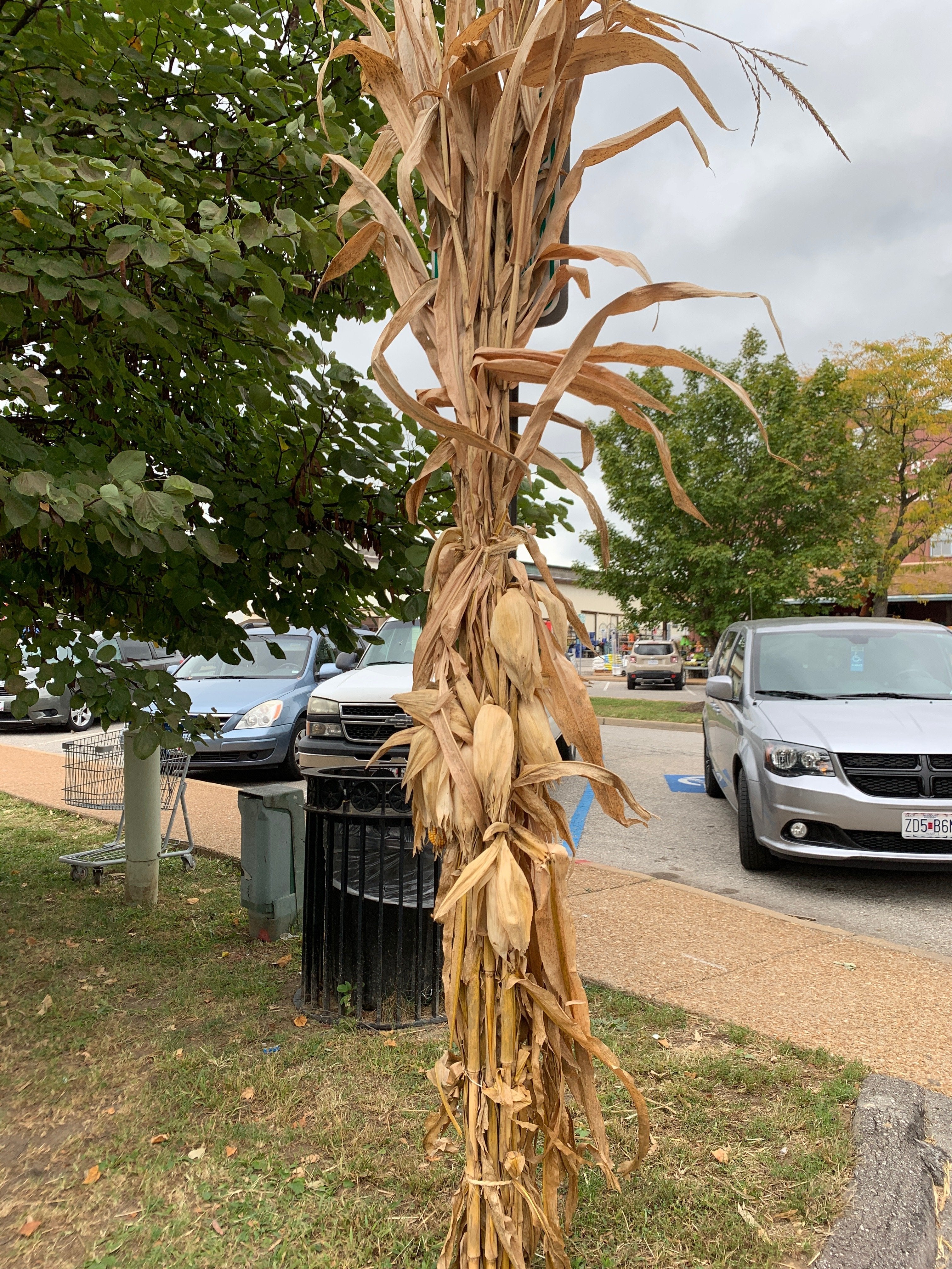 Corn Stalks