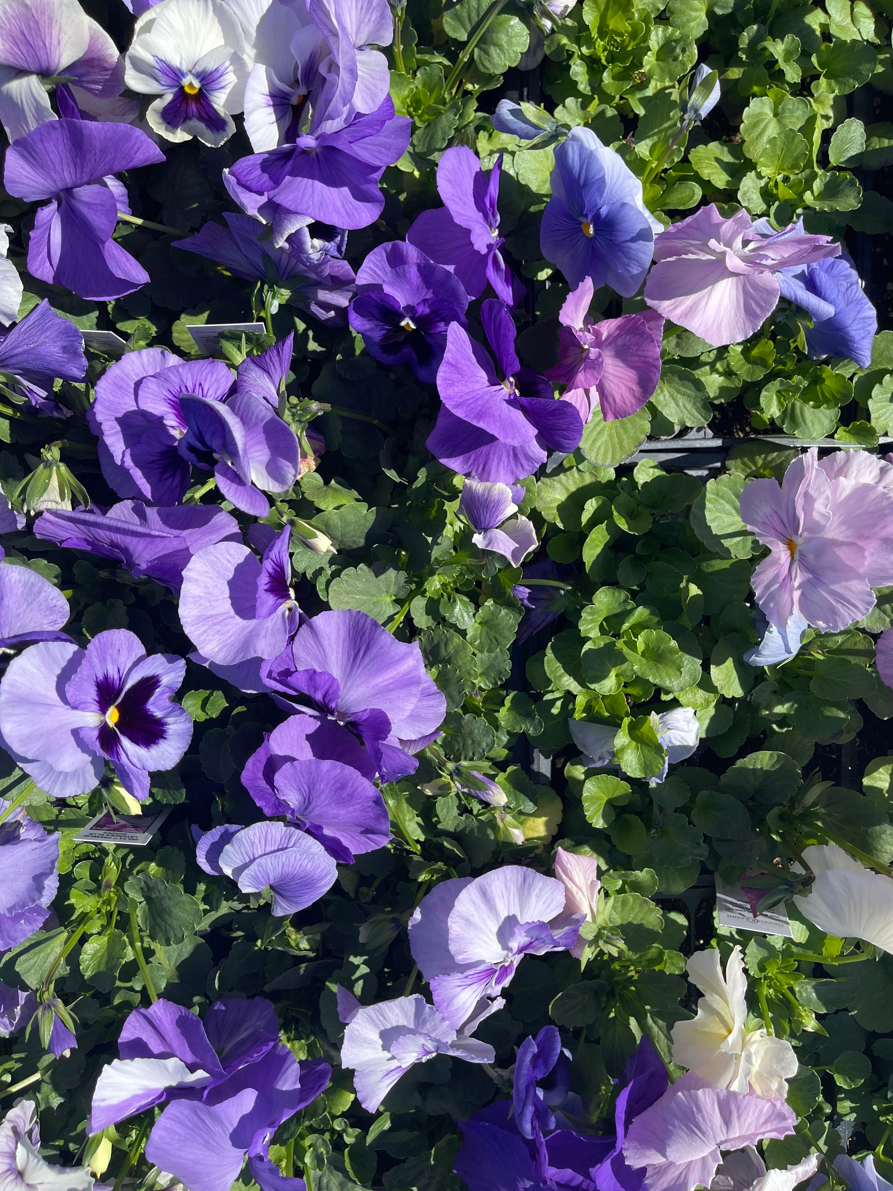 Pansies Winter Survivor
