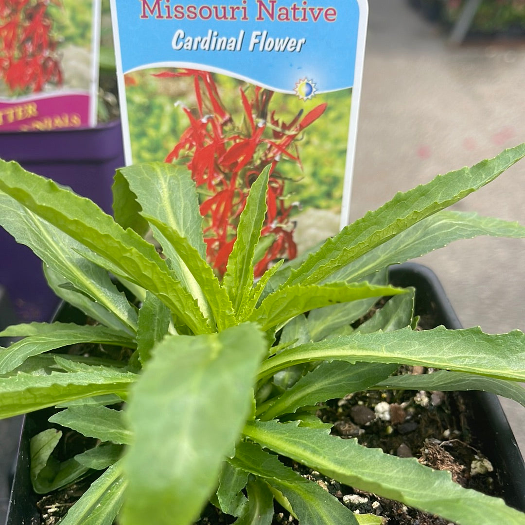 Missouri Native Plants