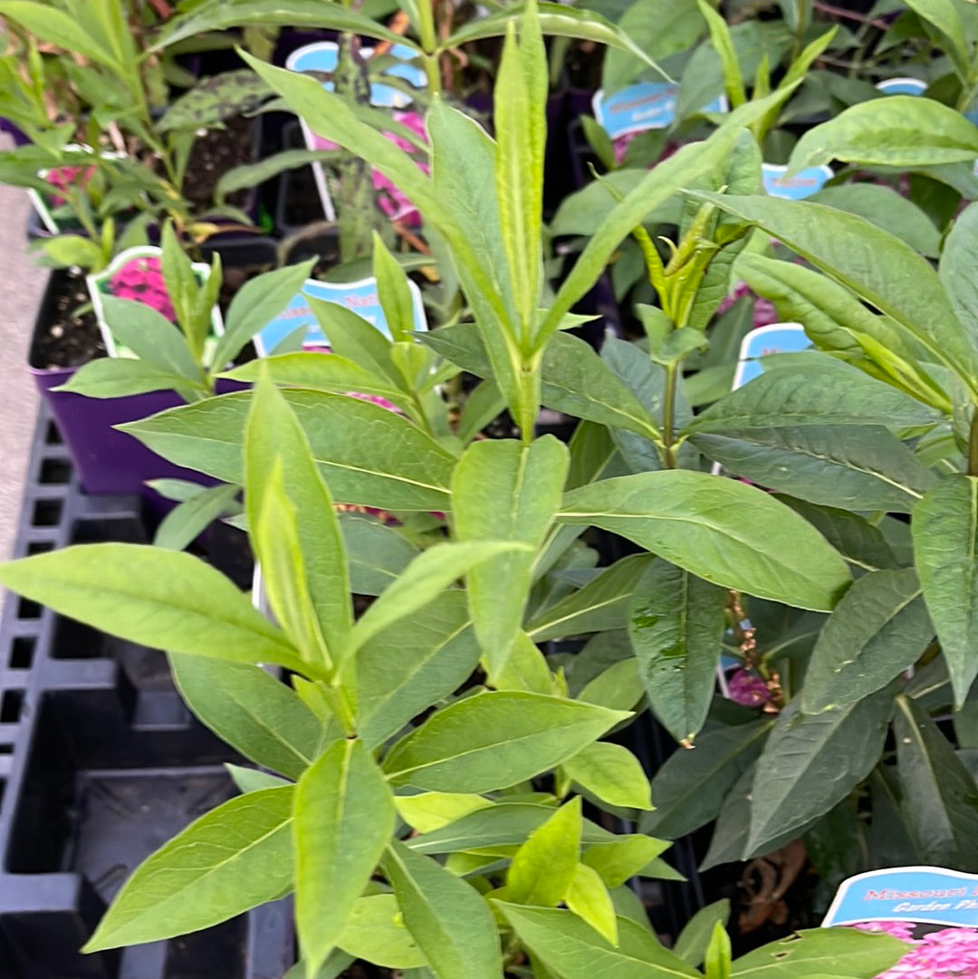 Missouri Native Plants