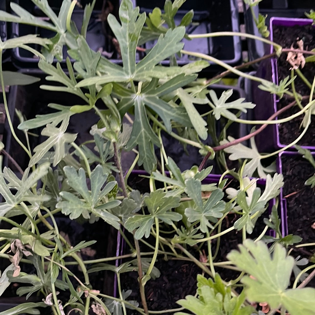 Missouri Native Plants