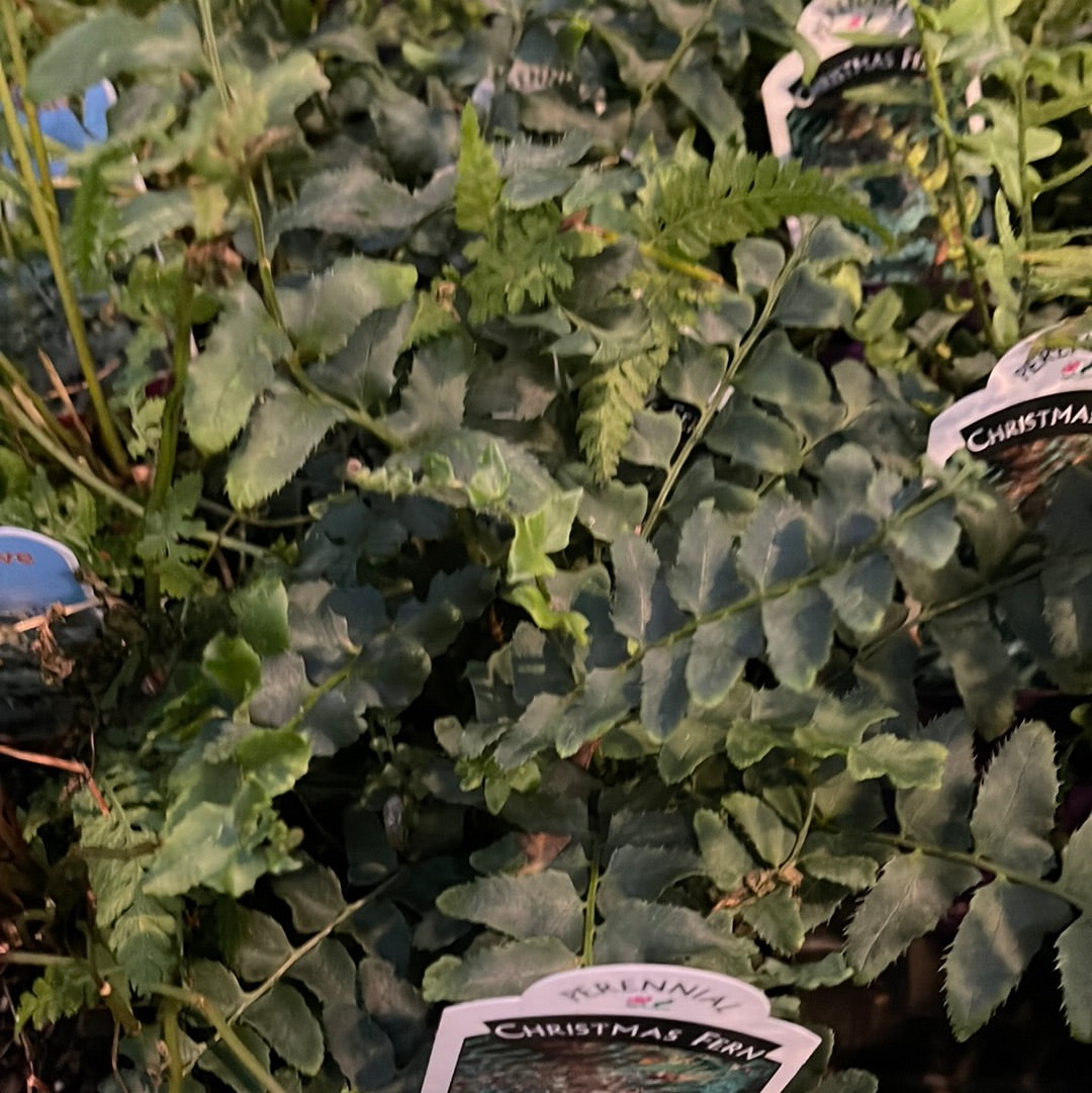 Missouri Native Plants