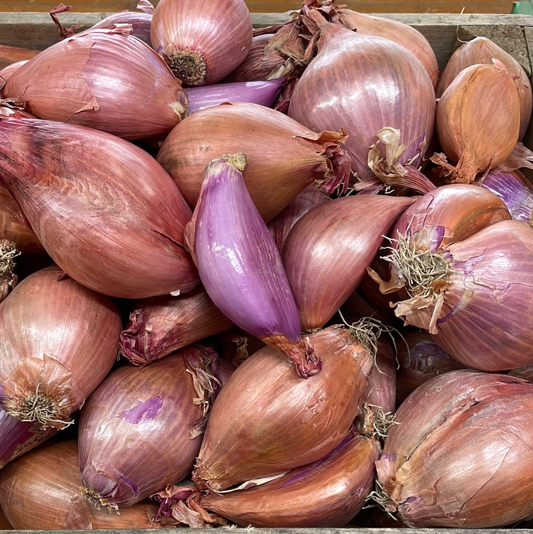 Shallots