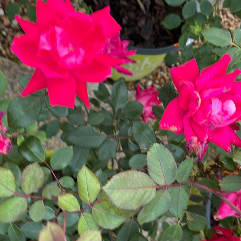 Rose Bushes