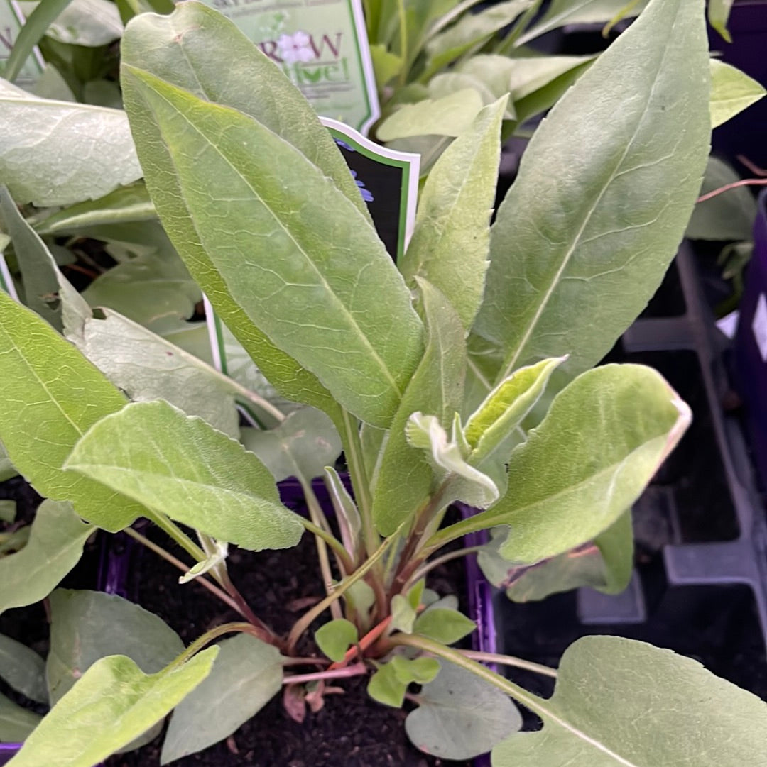 Missouri Native Plants