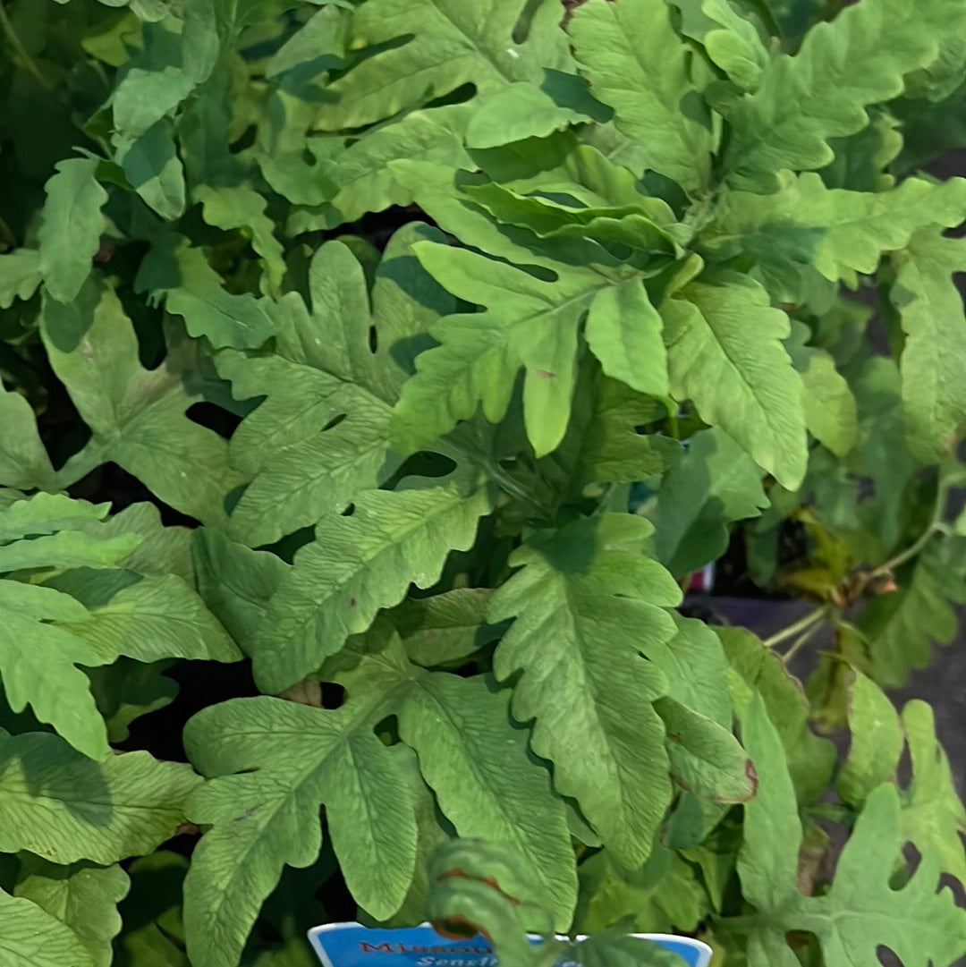 Missouri Native Plants