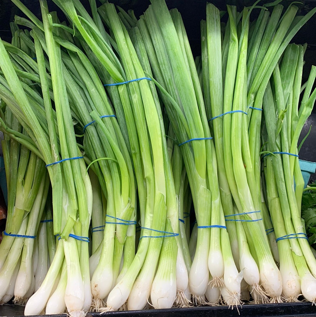 Onion Green Bunch