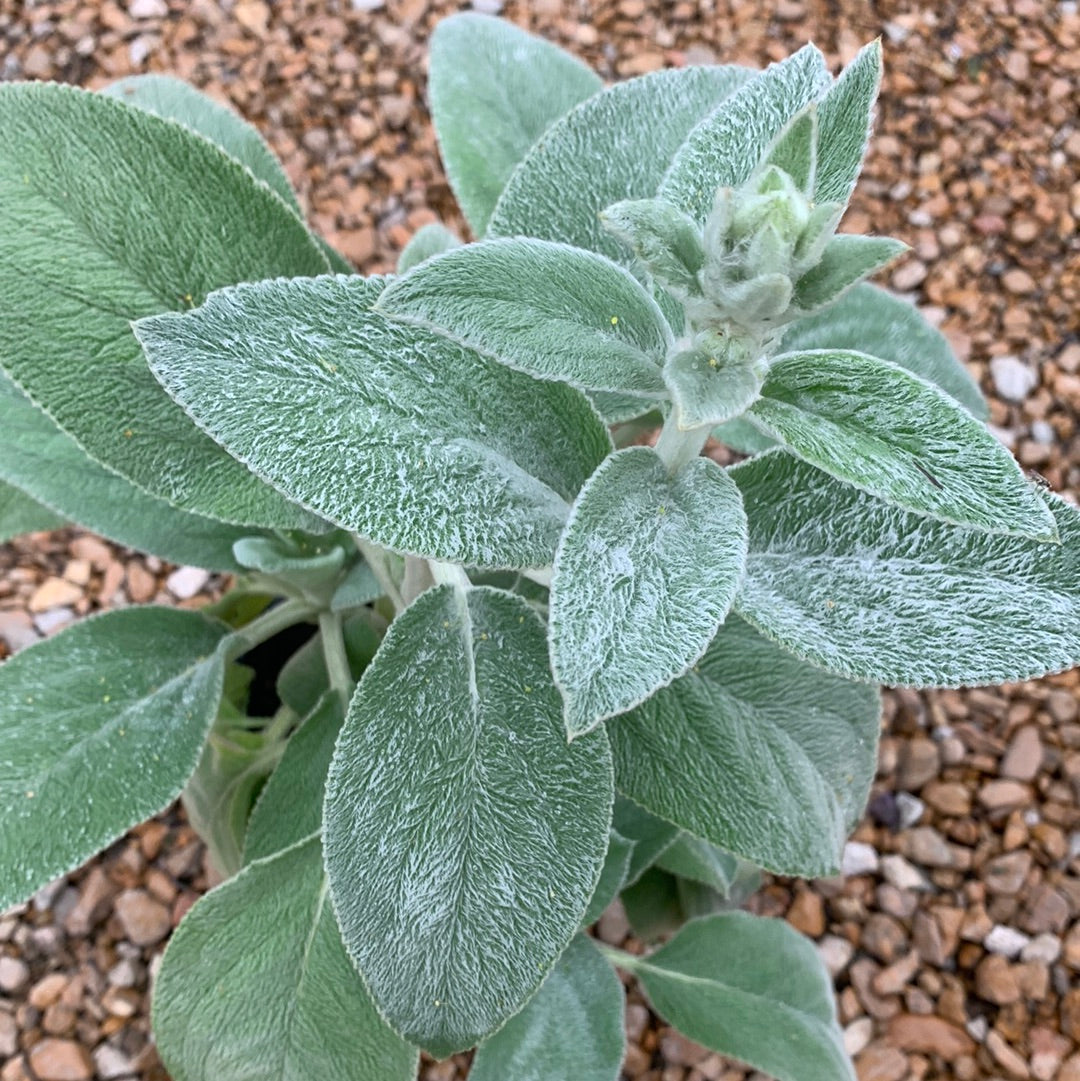 Stachys byzantina