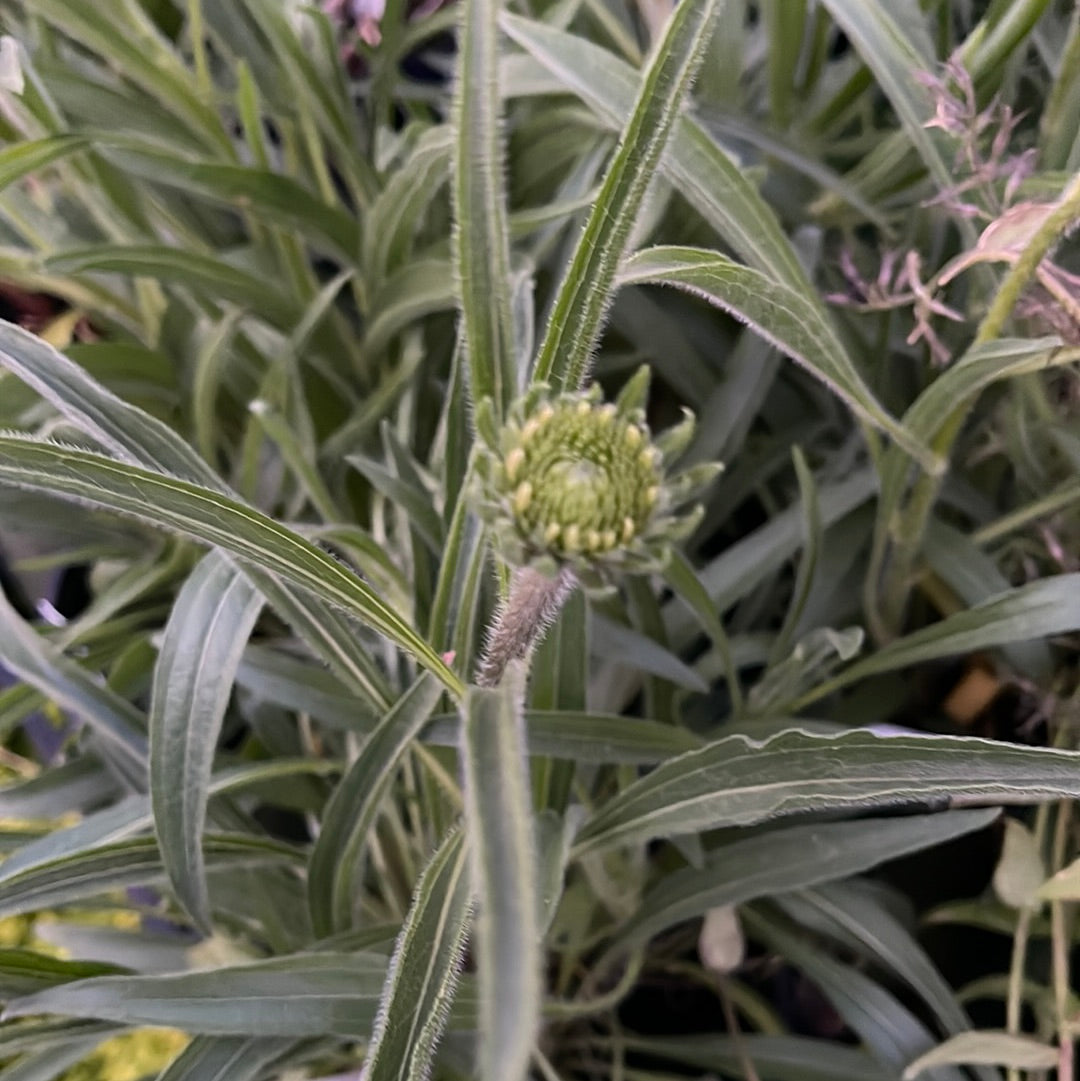 Missouri Native Plants