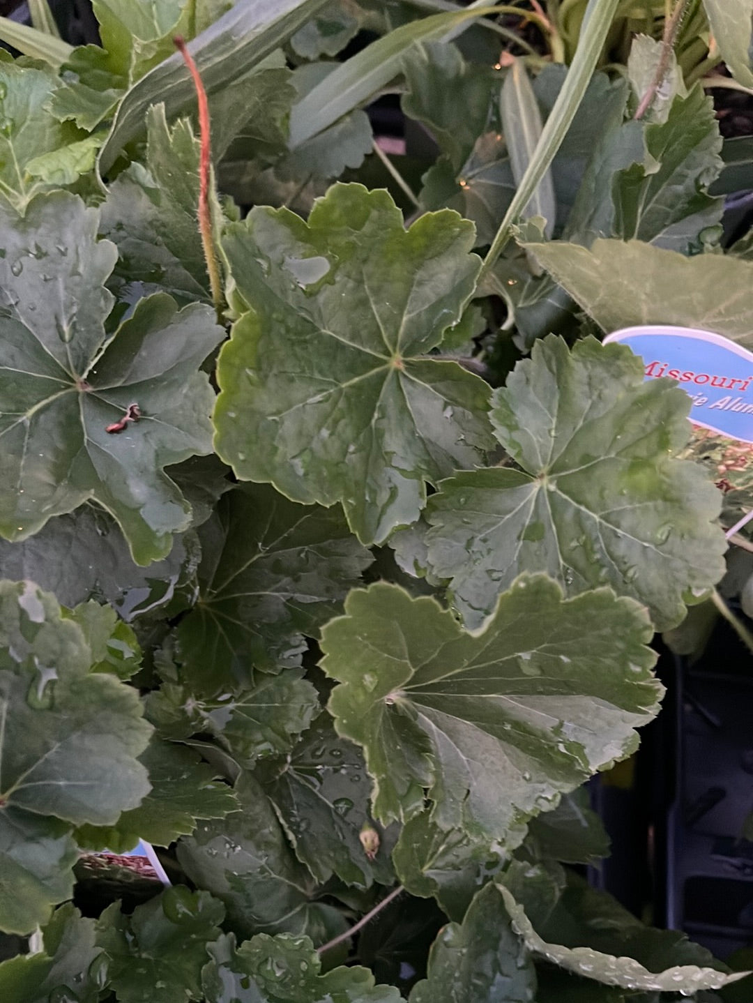 Missouri Native Plants