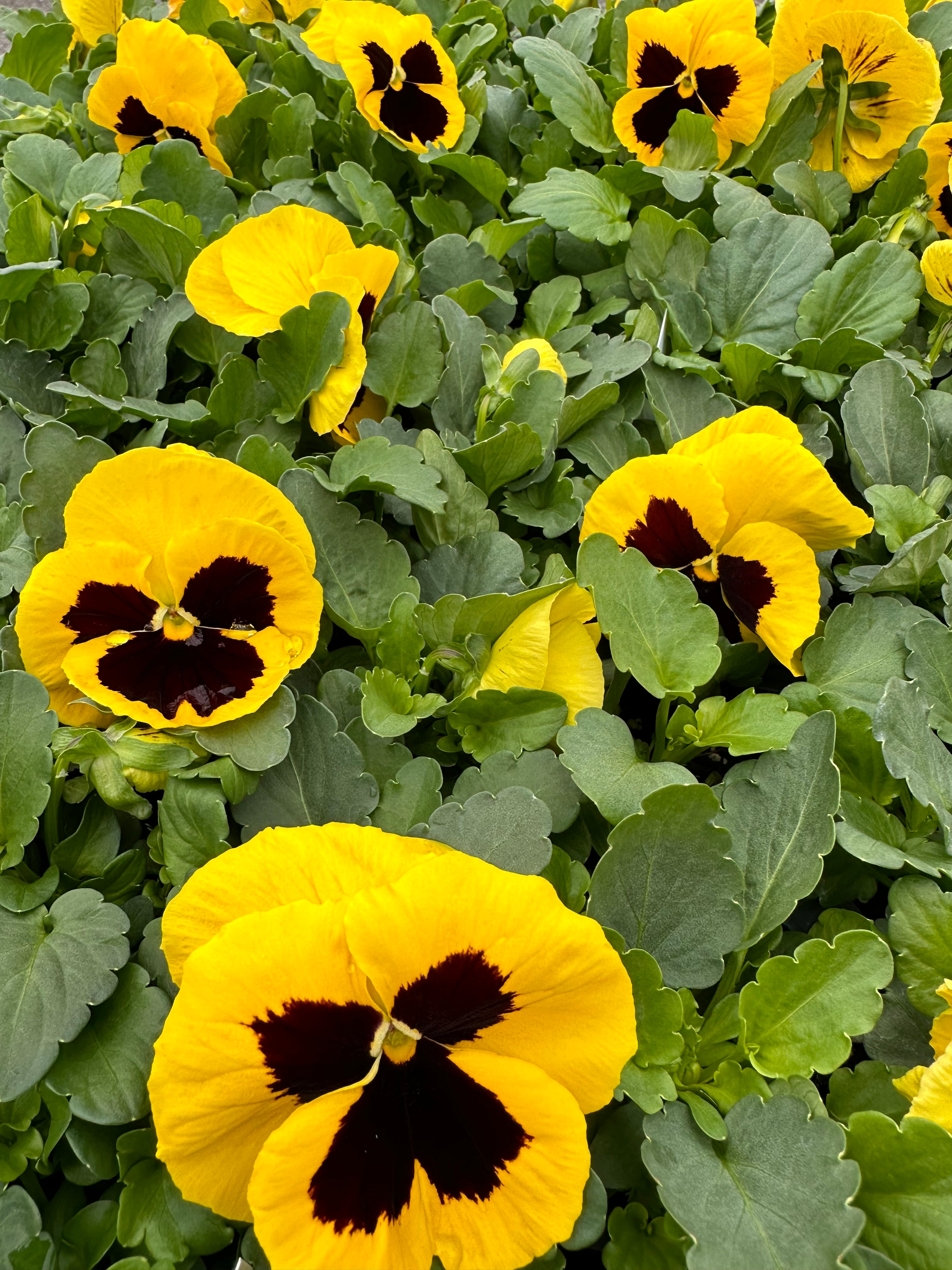 Pansies Winter Survivor