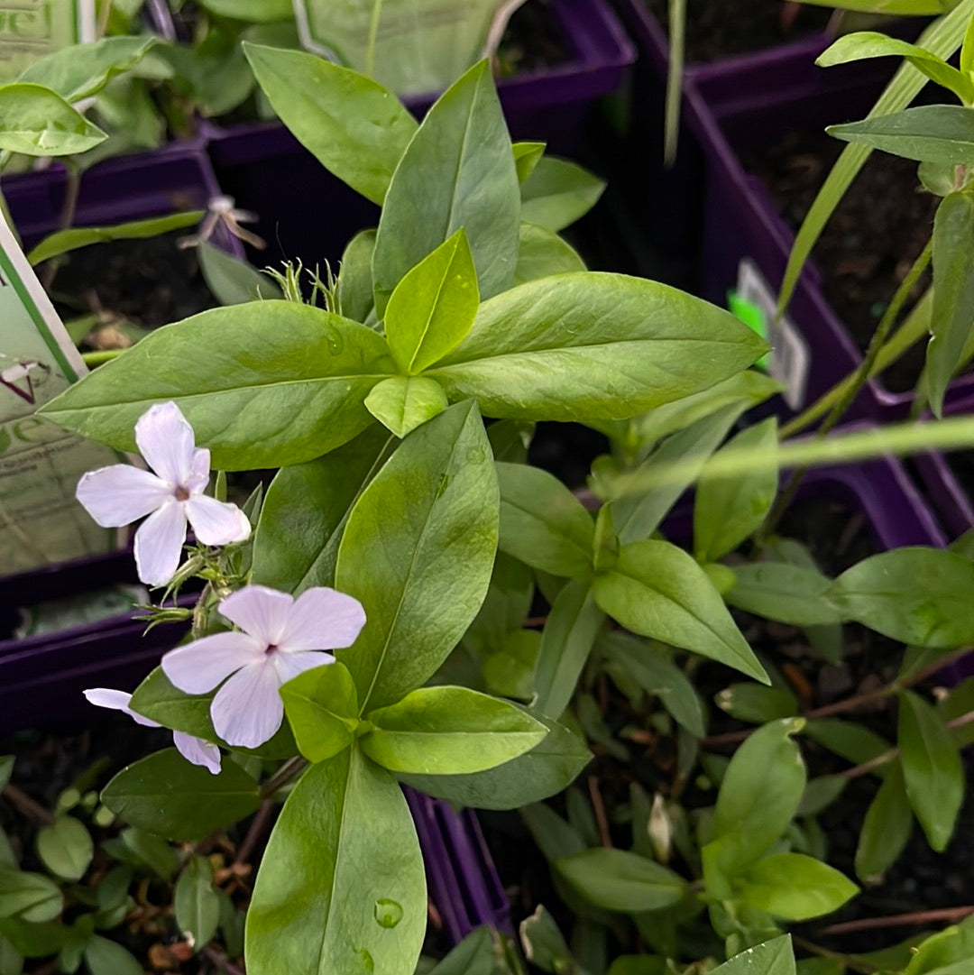 Missouri Native Plants
