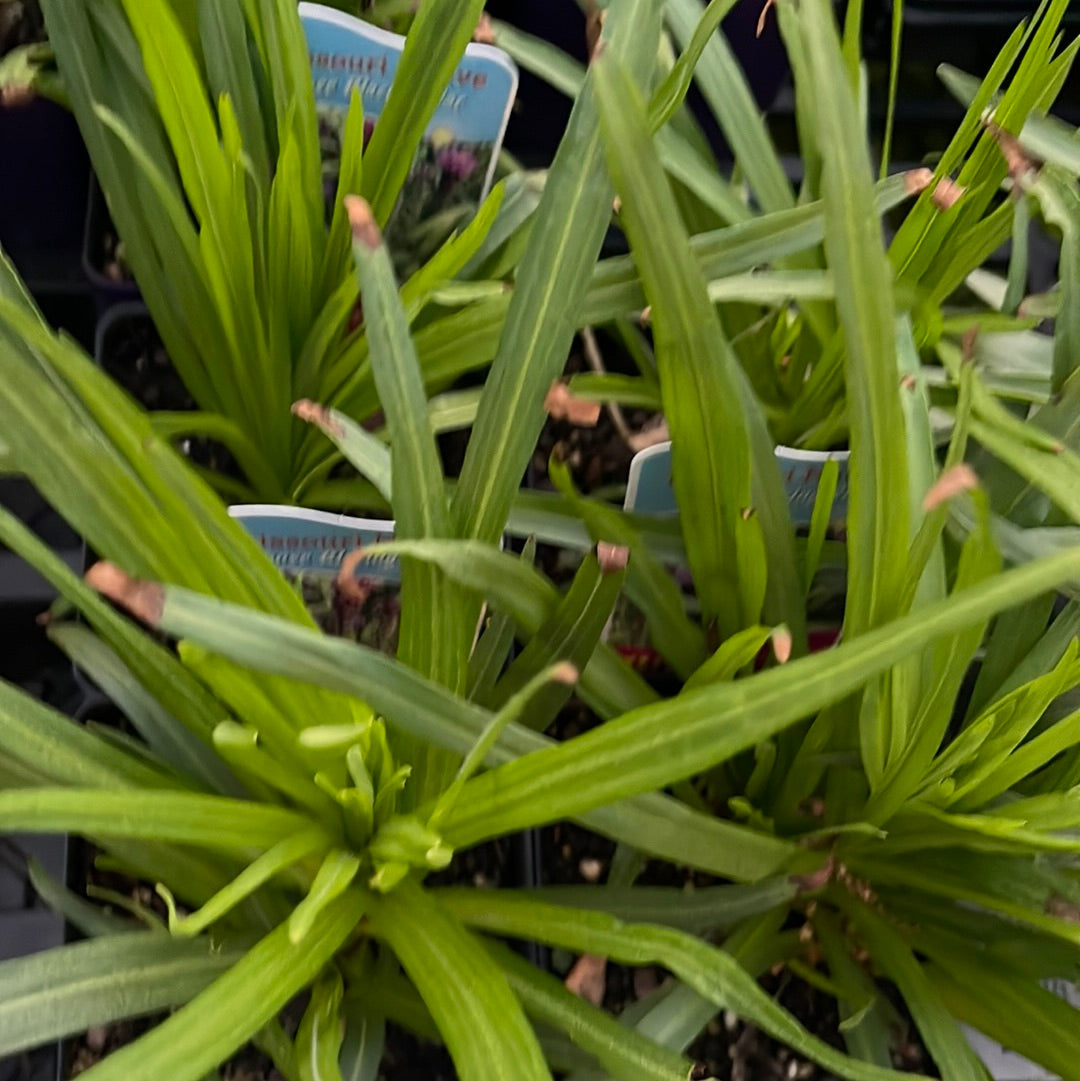 Missouri Native Plants