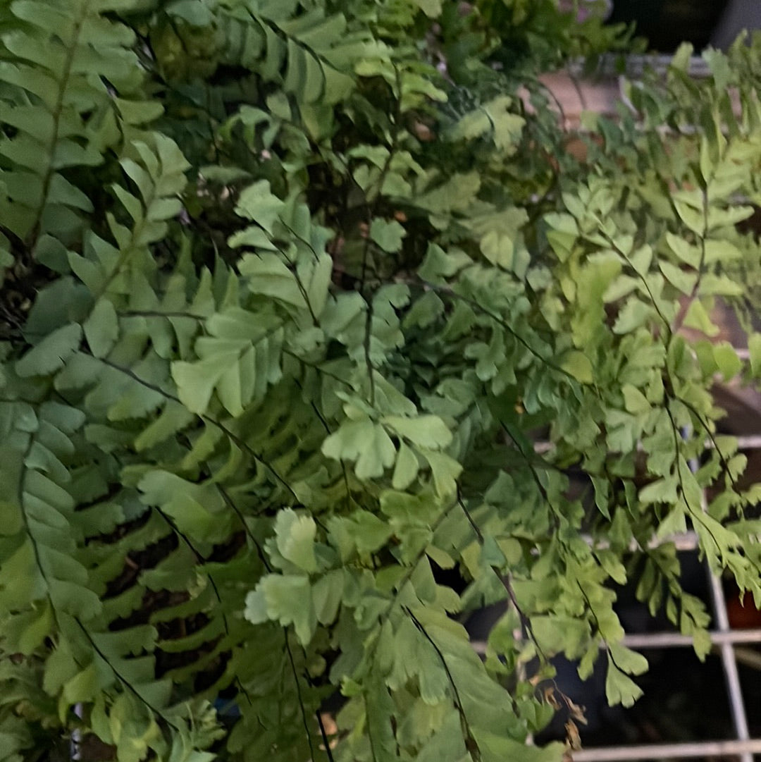 Missouri Native Plants