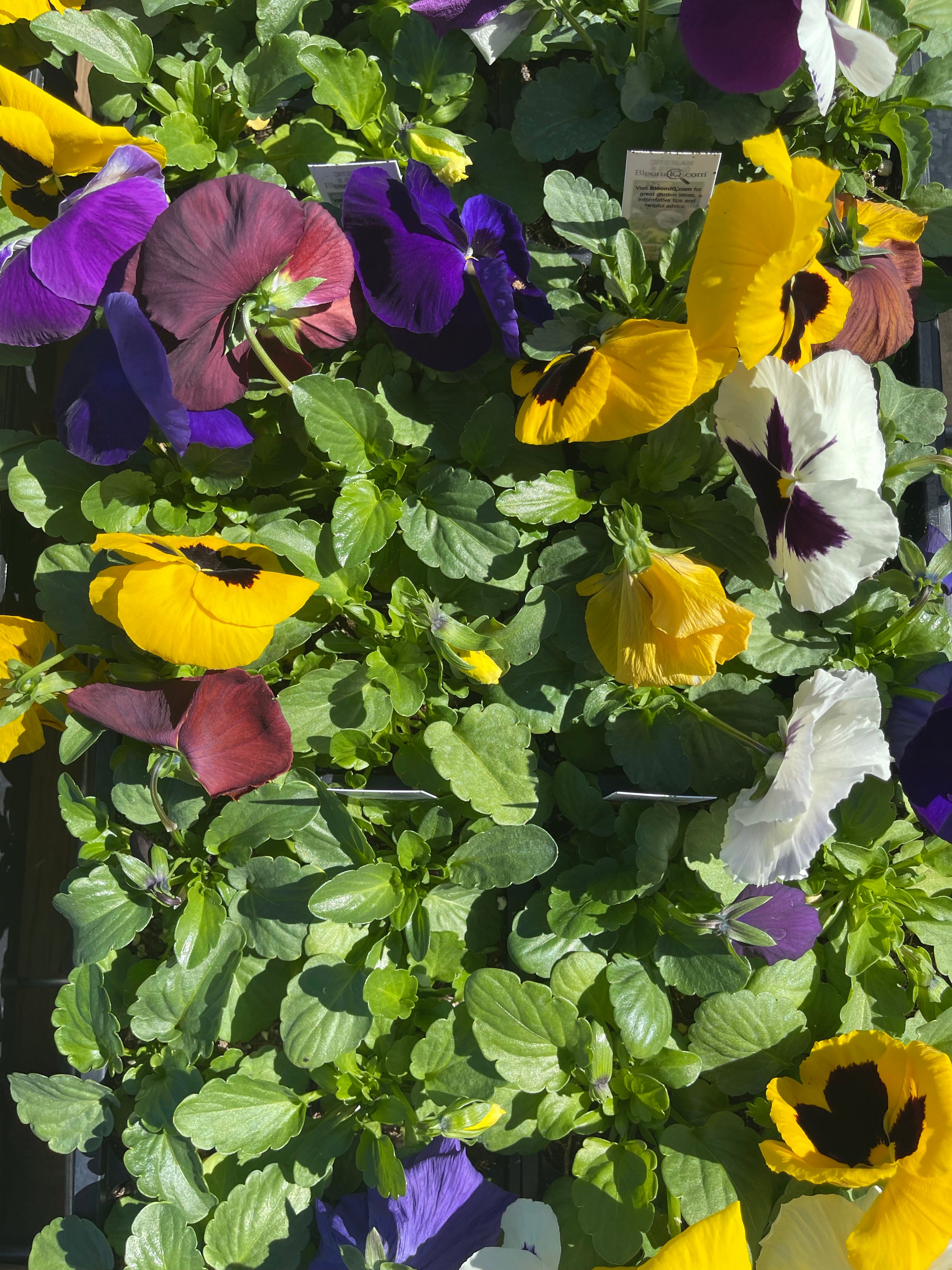 Pansies Winter Survivor