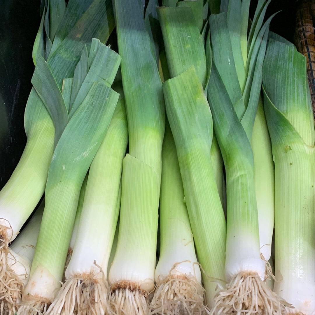 Leek
