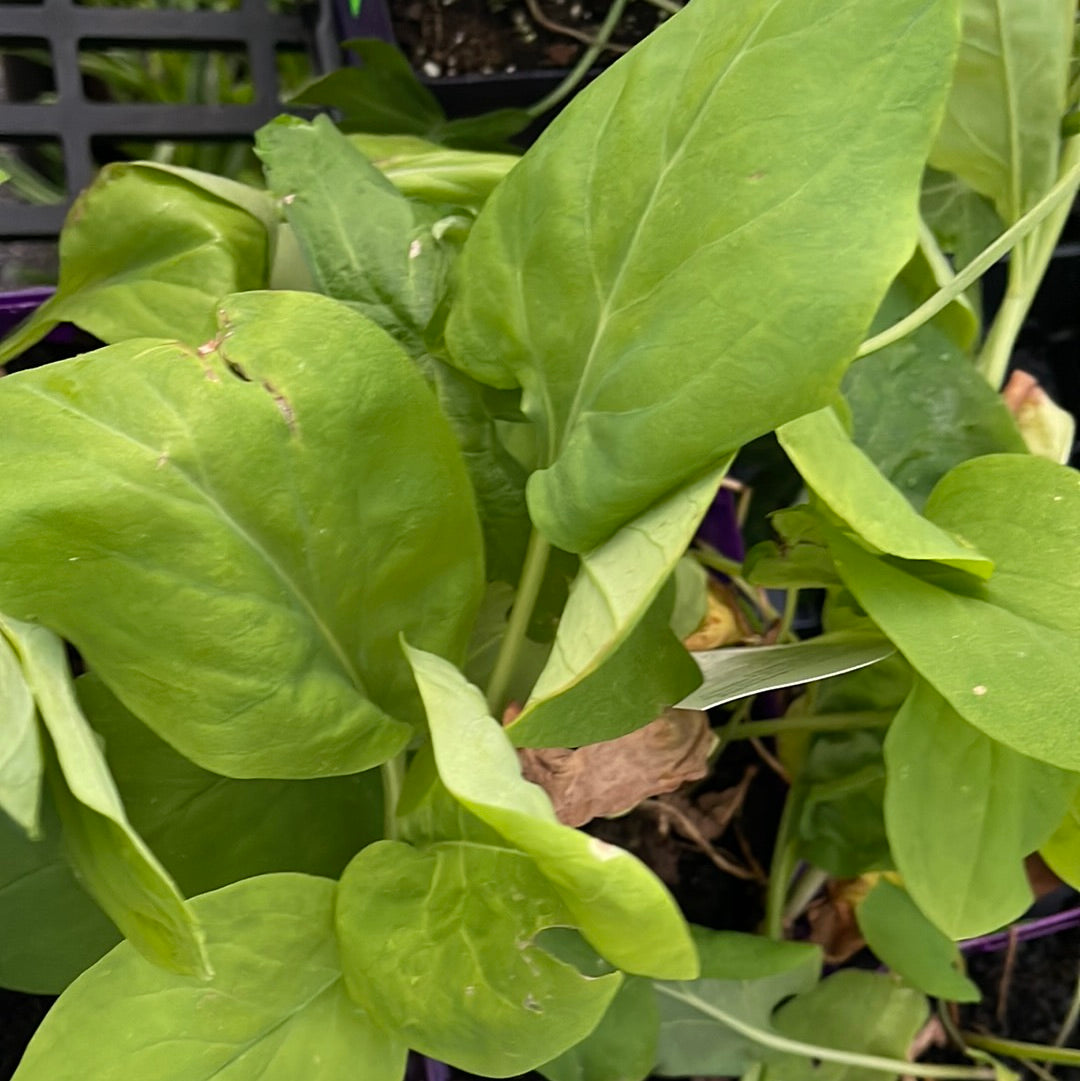 Missouri Native Plants