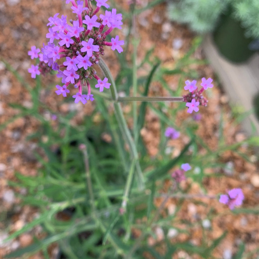 Verbena