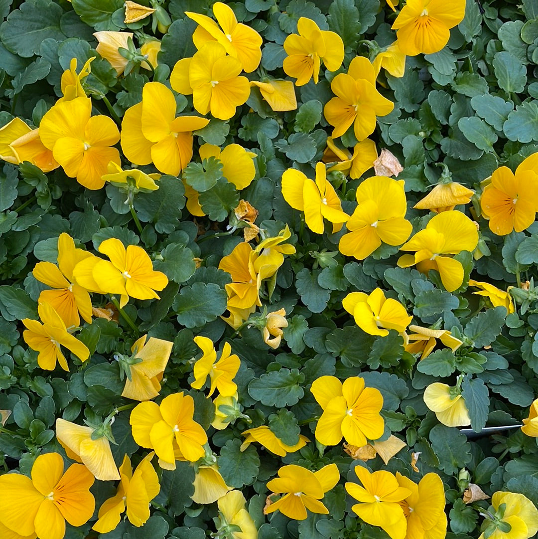 Pansies Winter Survivor