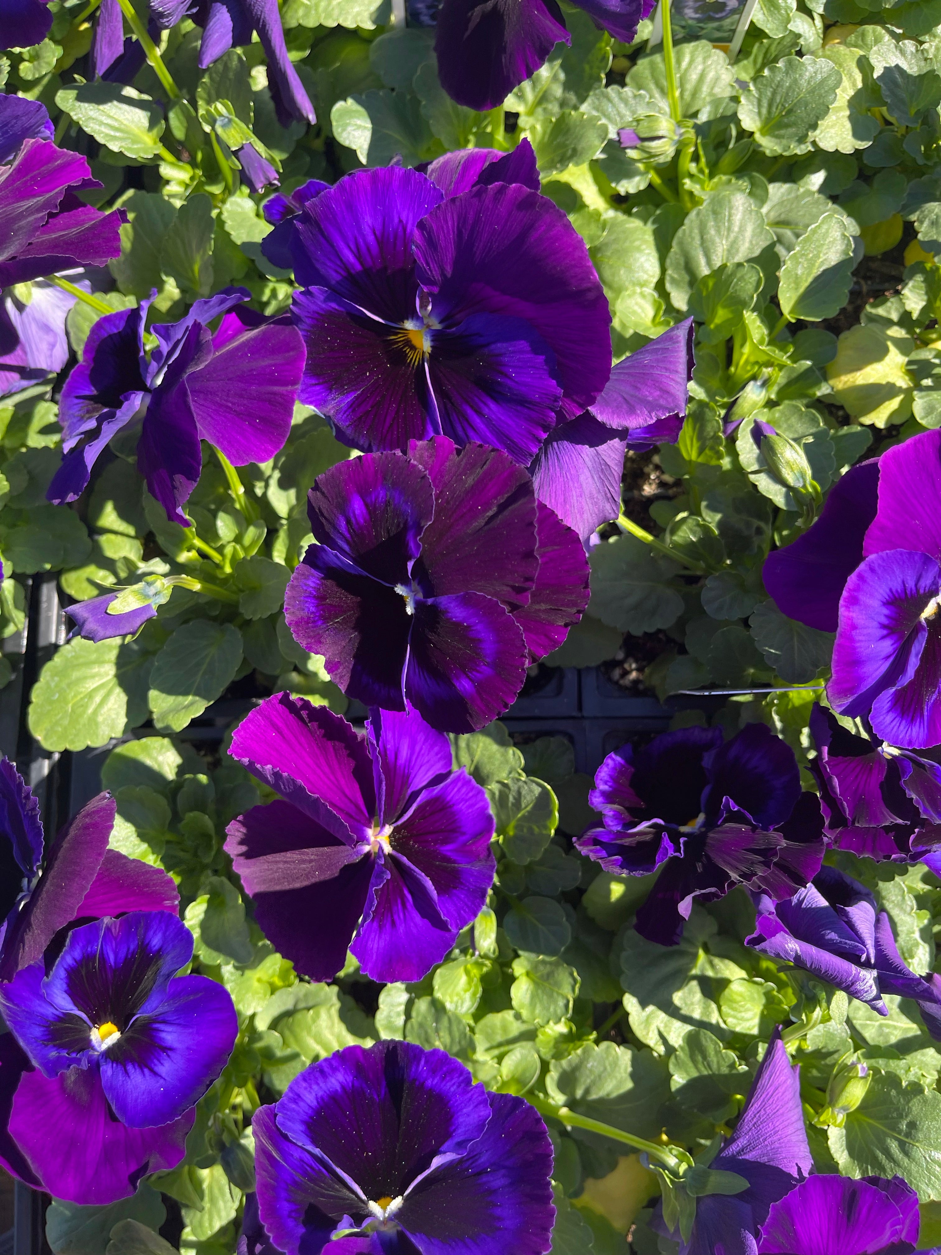 Pansies Winter Survivor