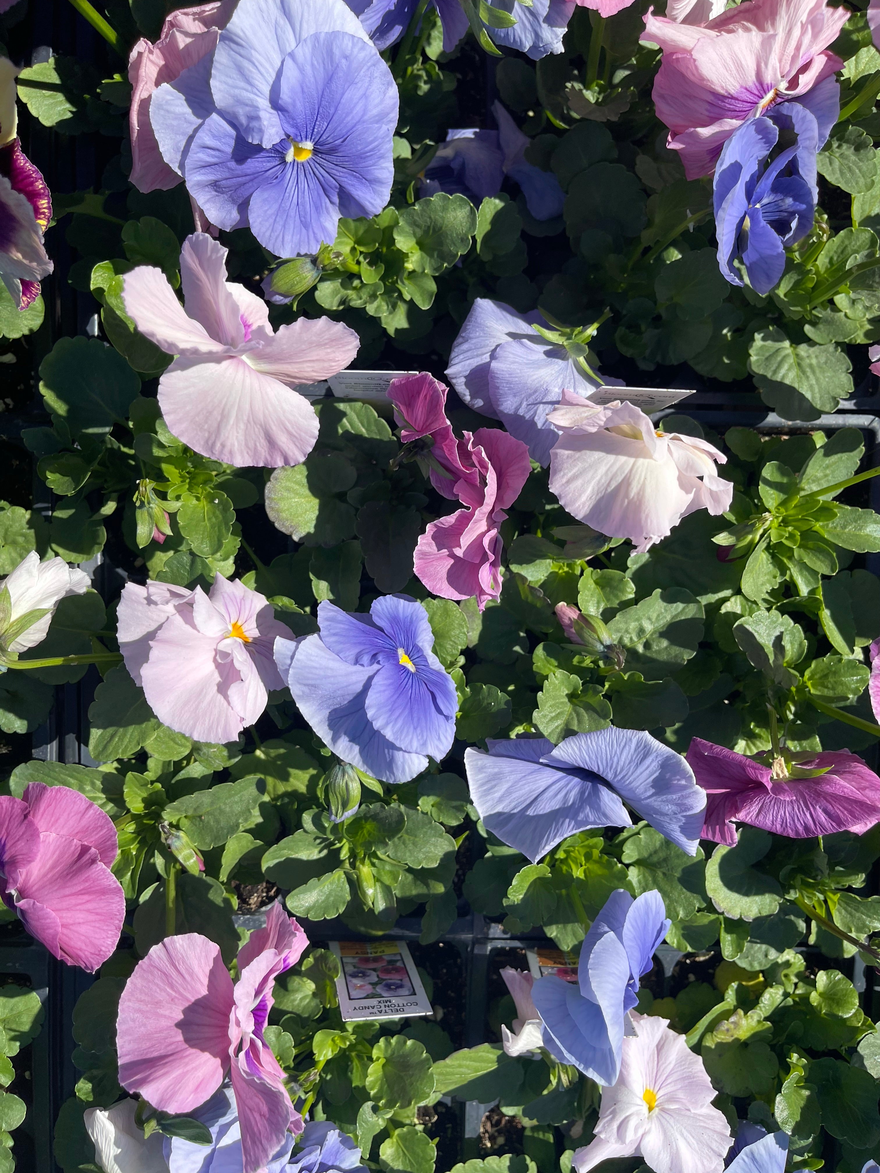 Pansies Winter Survivor