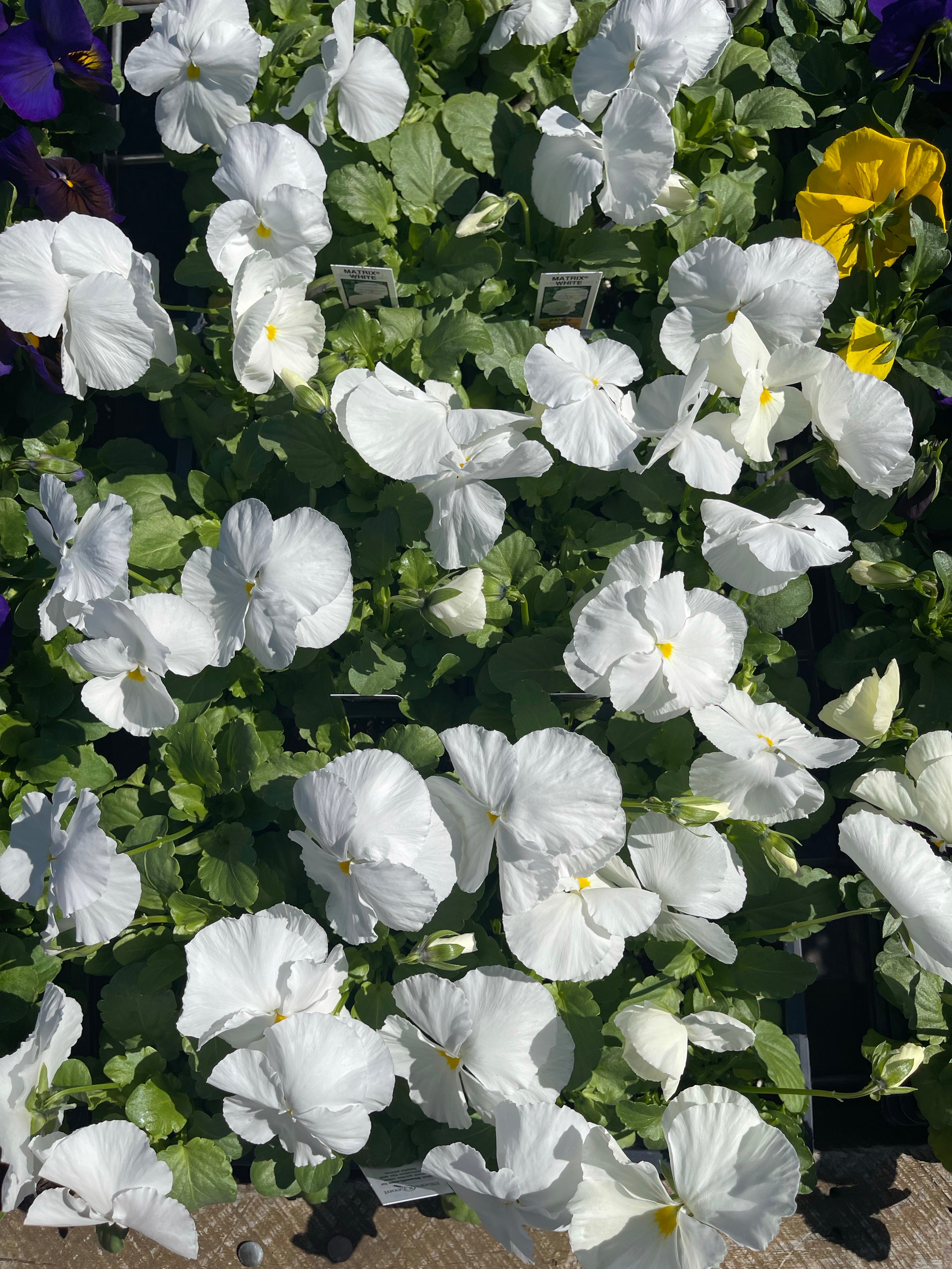 Pansies Winter Survivor