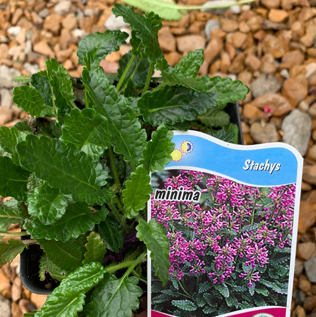 Stachys