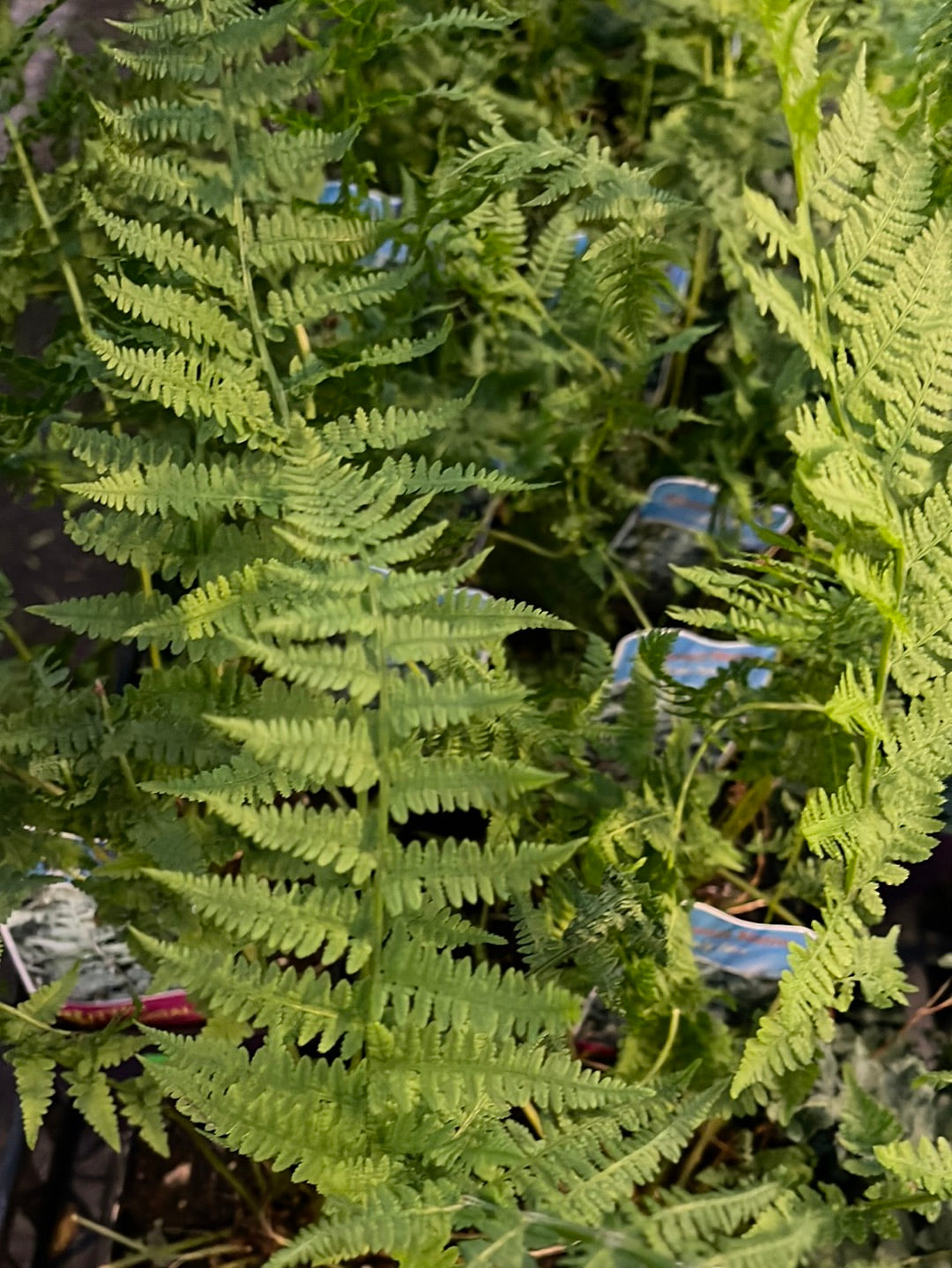 Missouri Native Plants