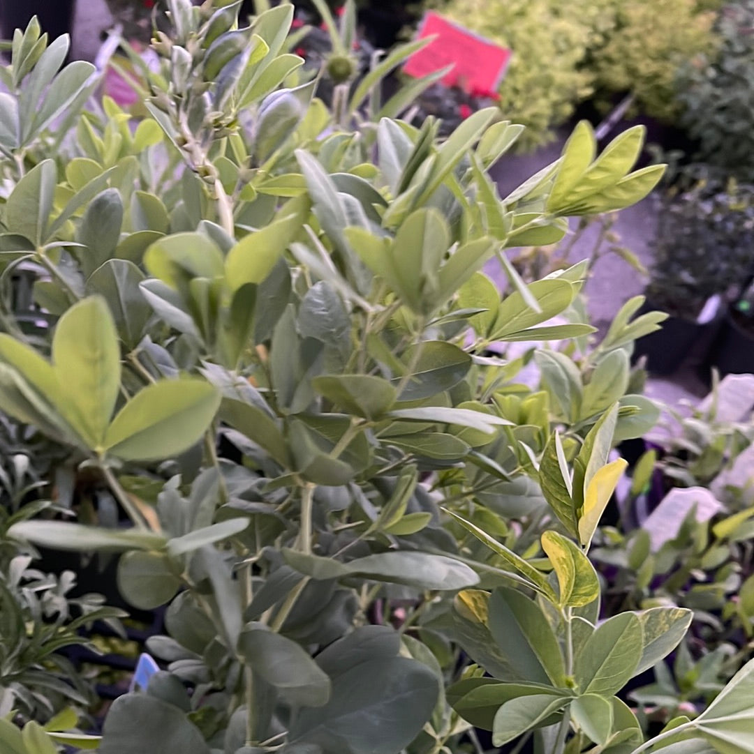 Missouri Native Plants