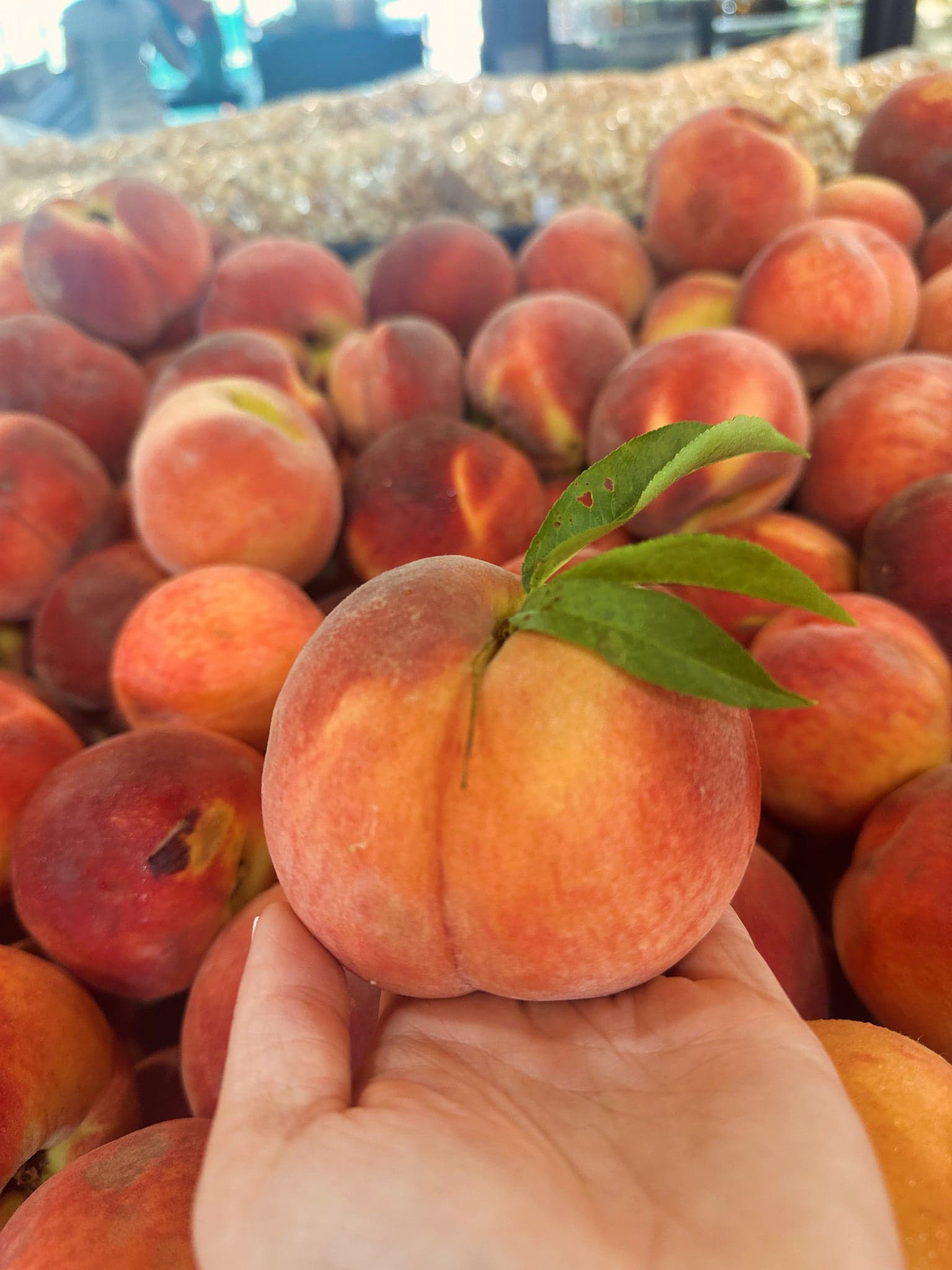 A fresh peach held above a display of peaches