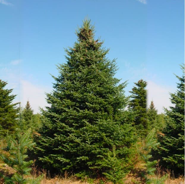 A balsam fir growing outdoors