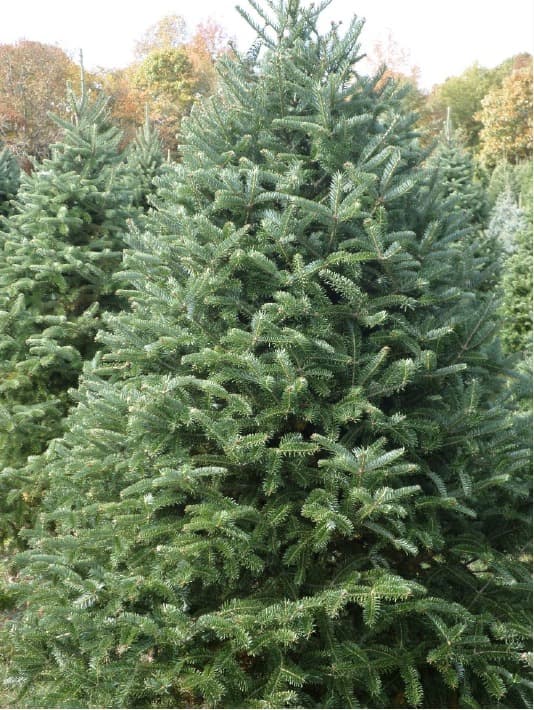 The layered branches of a Canaan fir